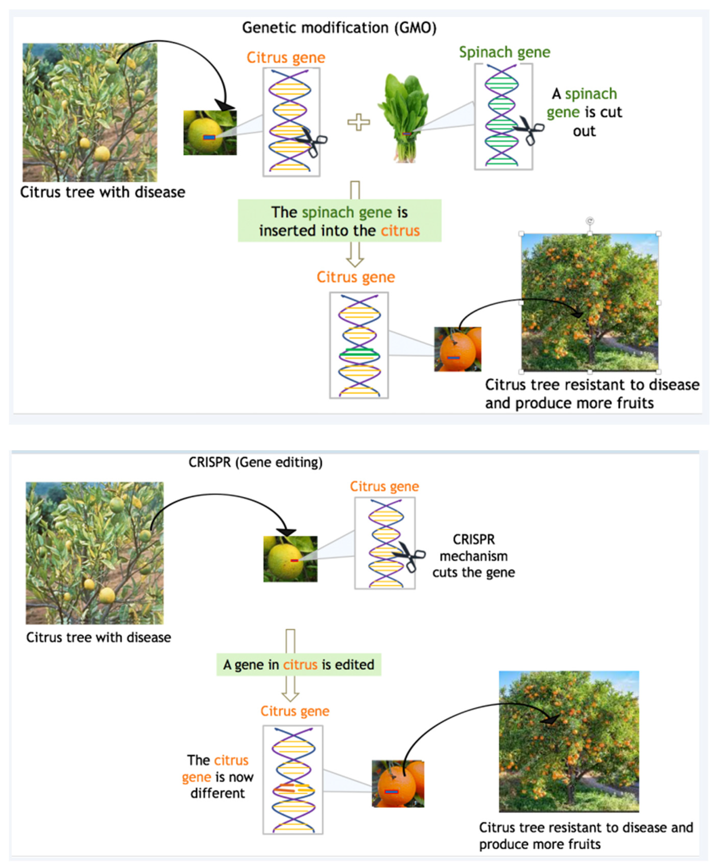 Foods 12 02130 g0a1 Foods 12 02130 g0a1
