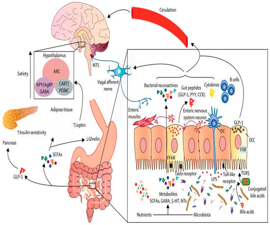 Foods | Free Full-Text | Food System Transformation and Gut Microbiota ...