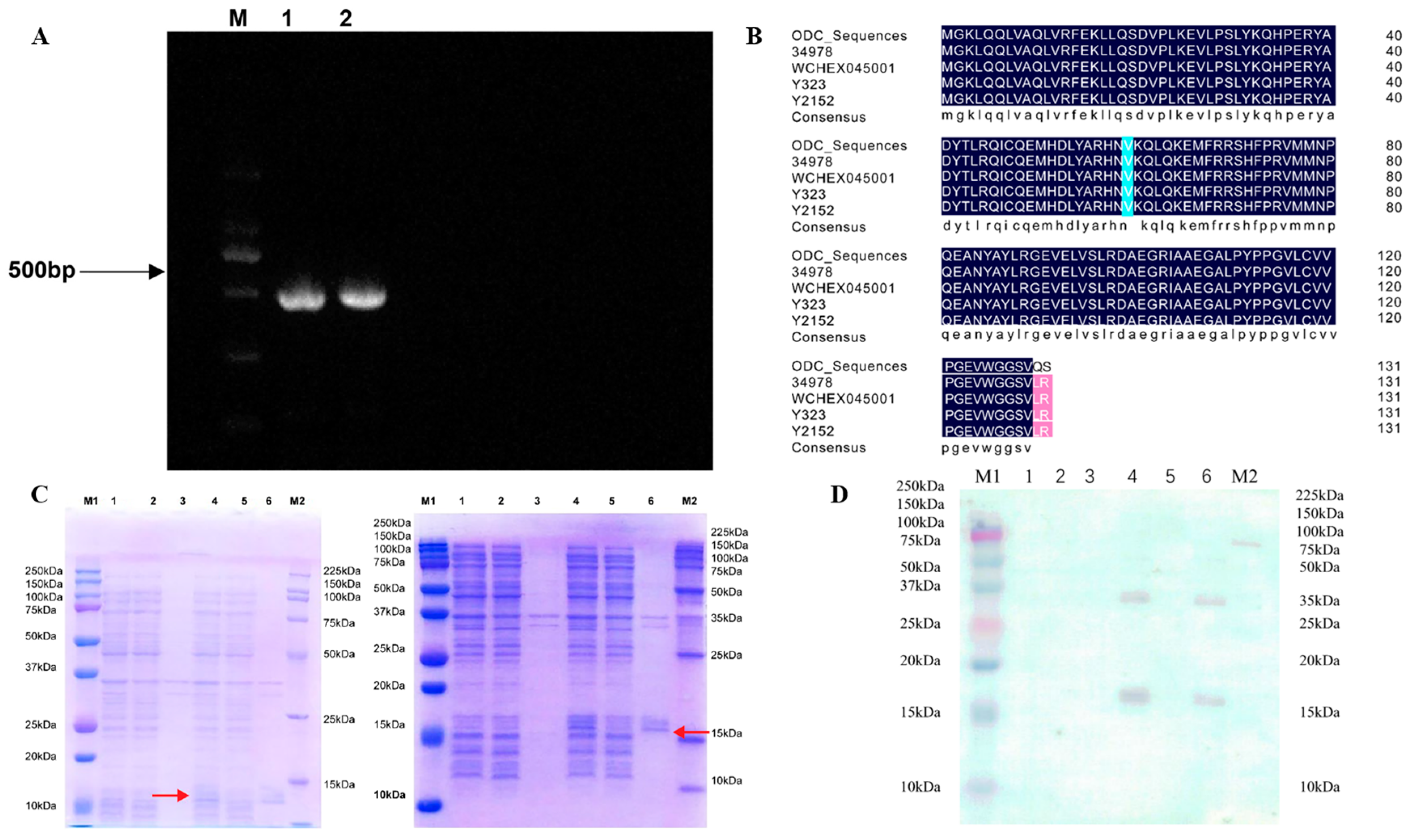 Foods 12 02347 g001 Foods 12 02347 g001
