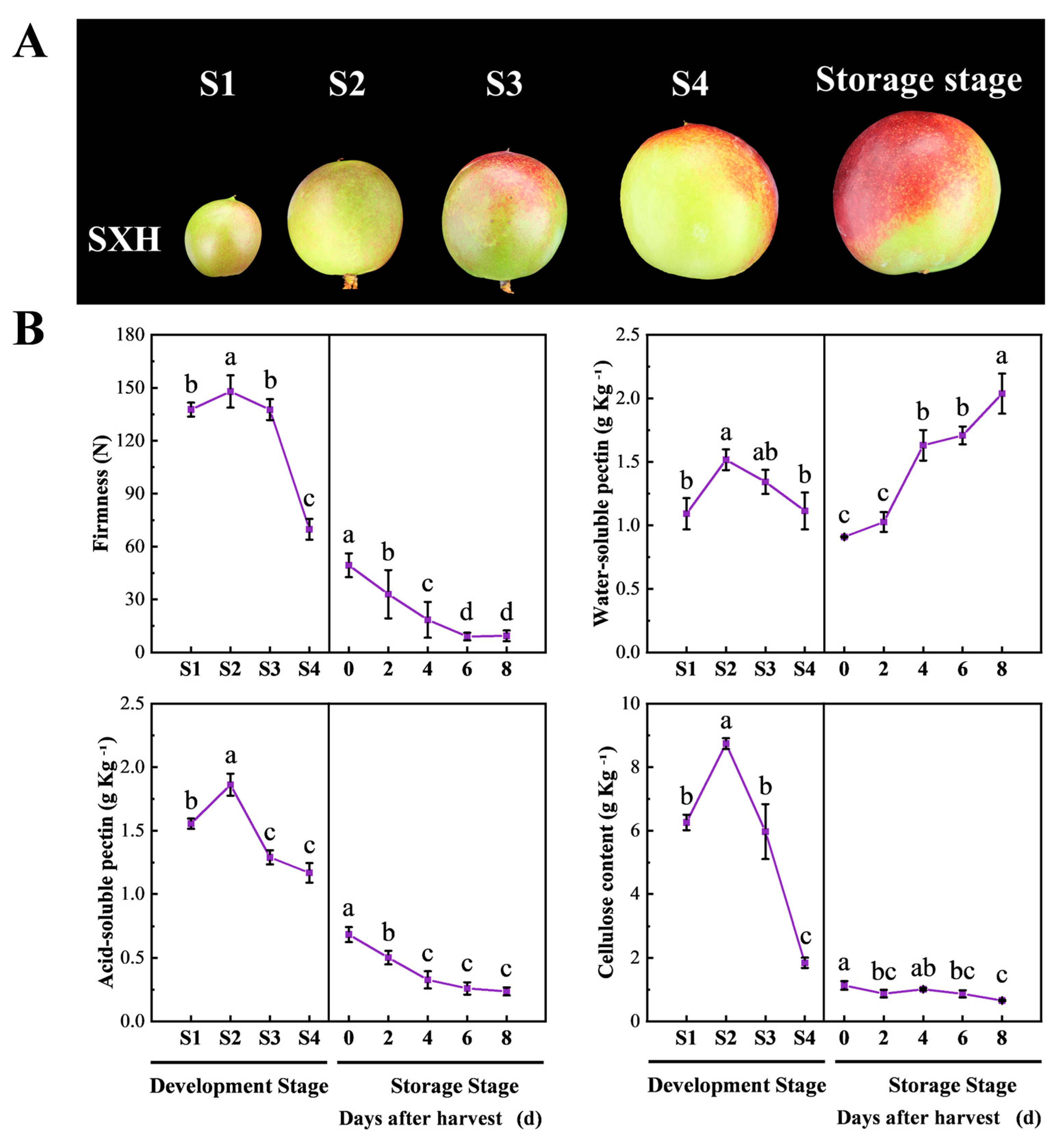 Foods 12 02503 g001 Foods 12 02503 g001