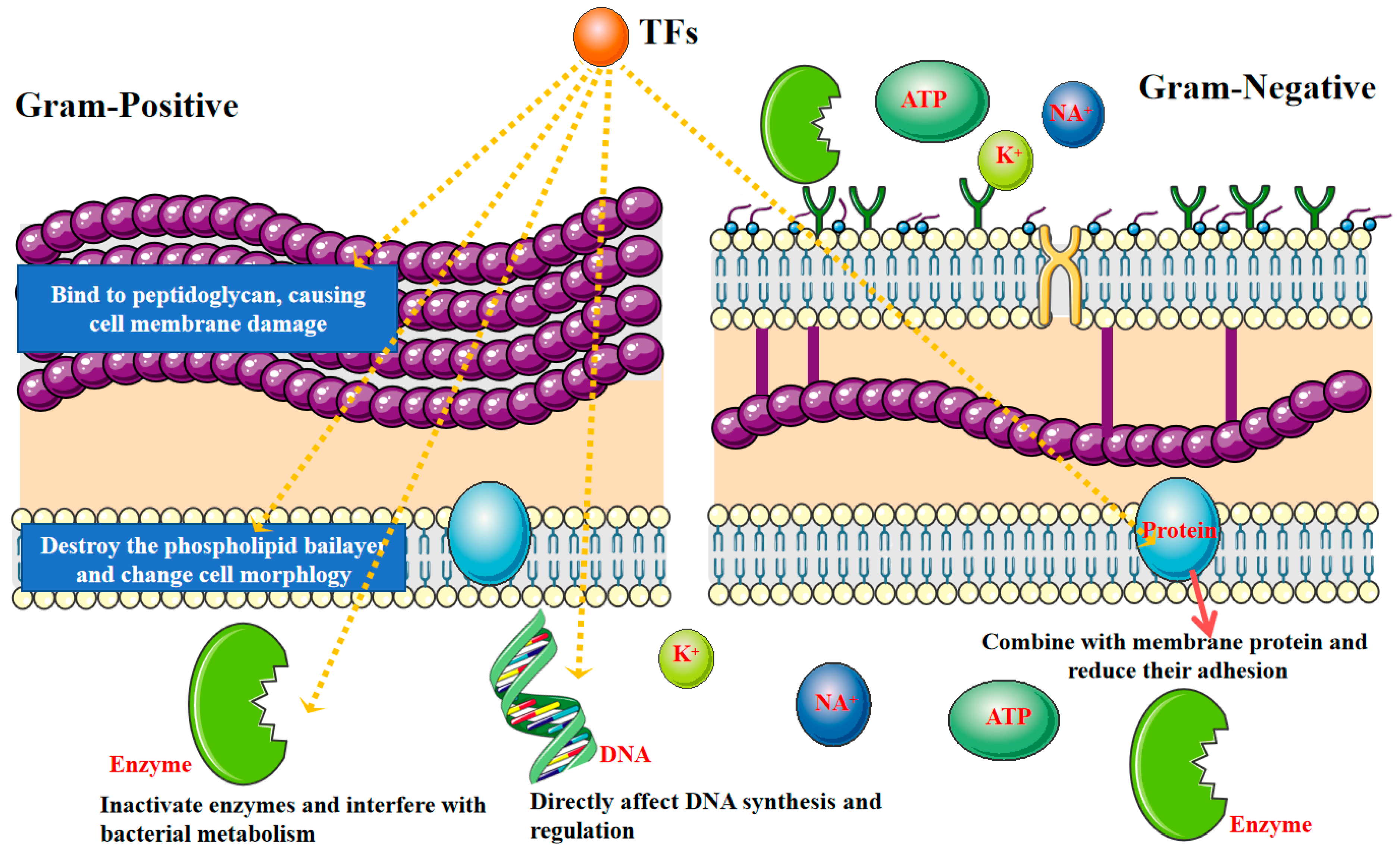 Foods 12 02615 g008 Foods 12 02615 g008