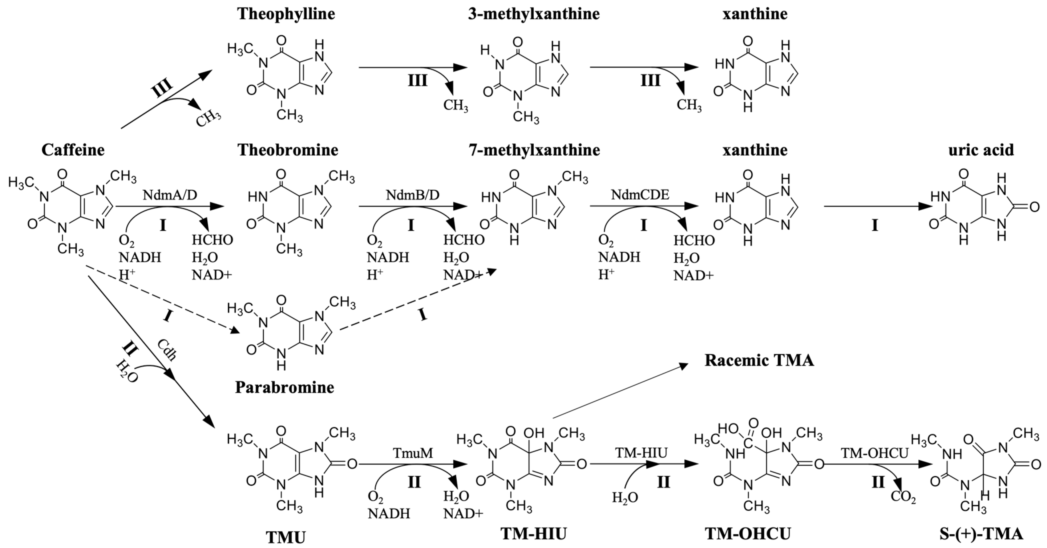 Foods | Free Full-Text | Caffeine Synthesis and Its Mechanism and ...