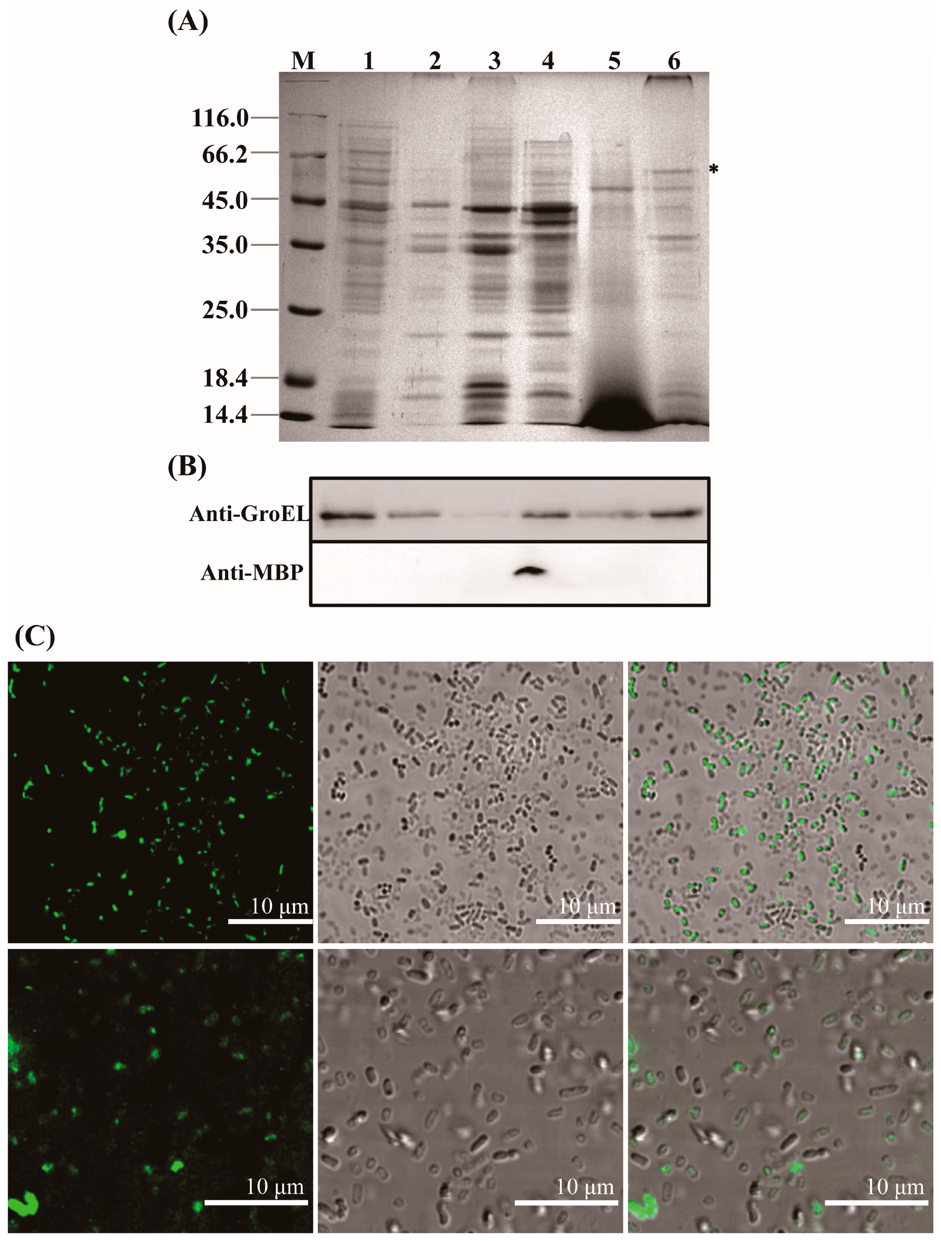 Cytotoxicity profile of Cronobacter species isolated from food and