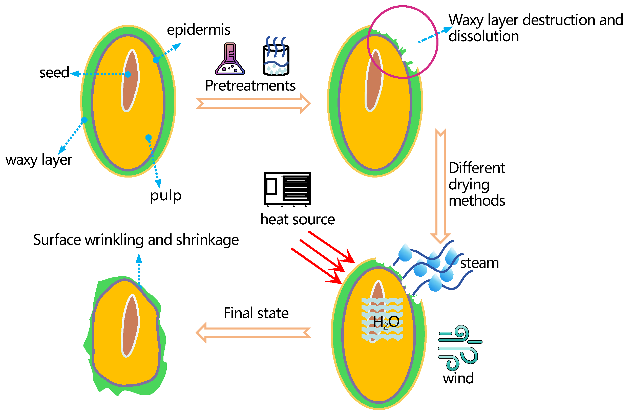 Foods 12 04255 g001 Foods 12 04255 g001