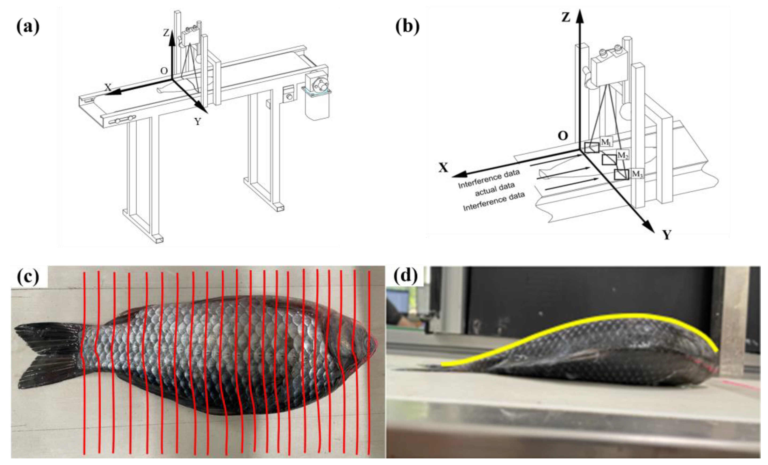 3D Scanning A Fish 