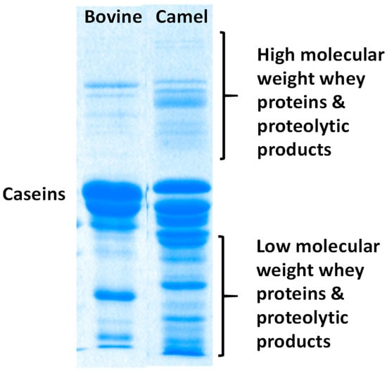 Foods Free Full Text Camel Milk Antimicrobial Agents