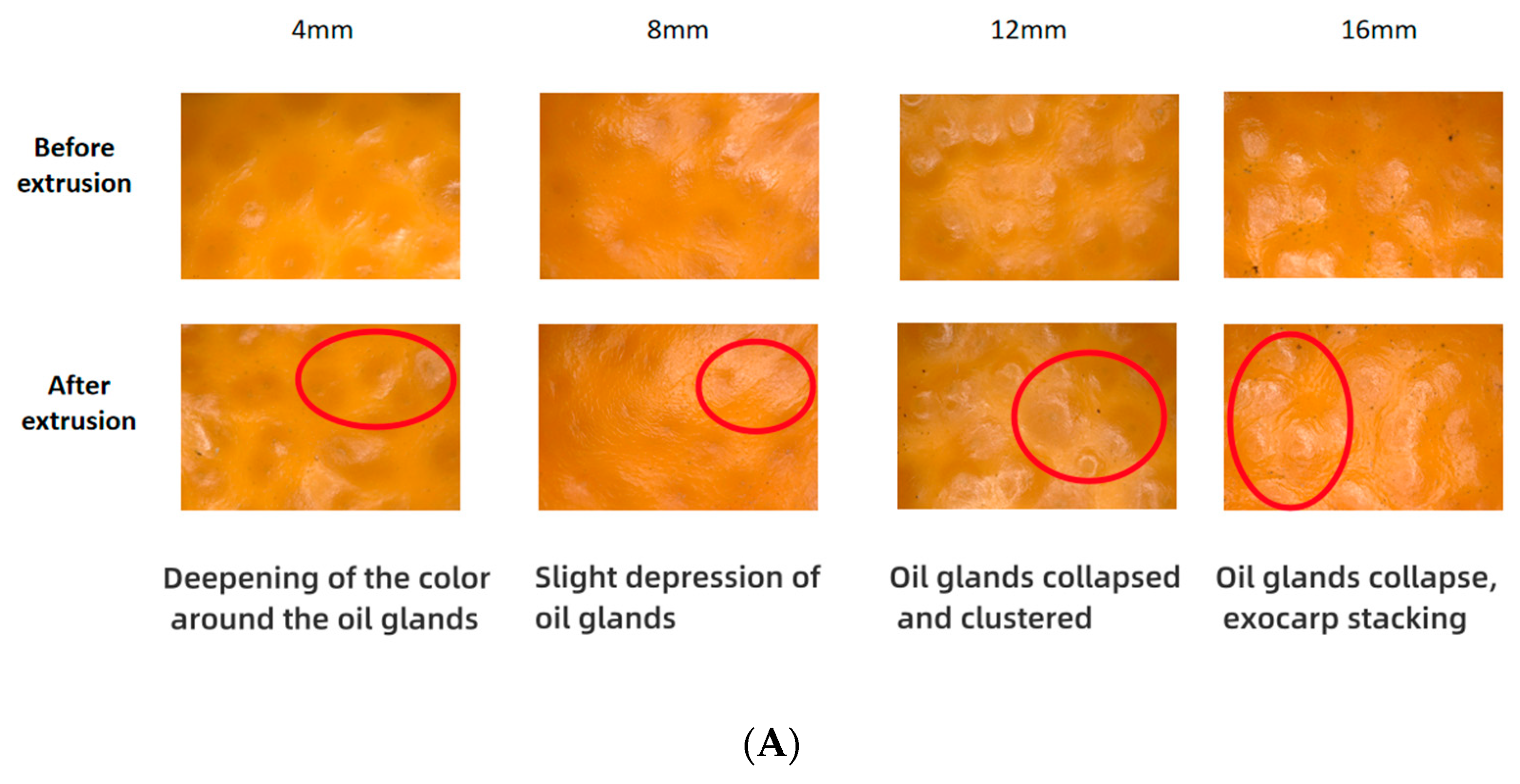 Foods 13 00892 g003a