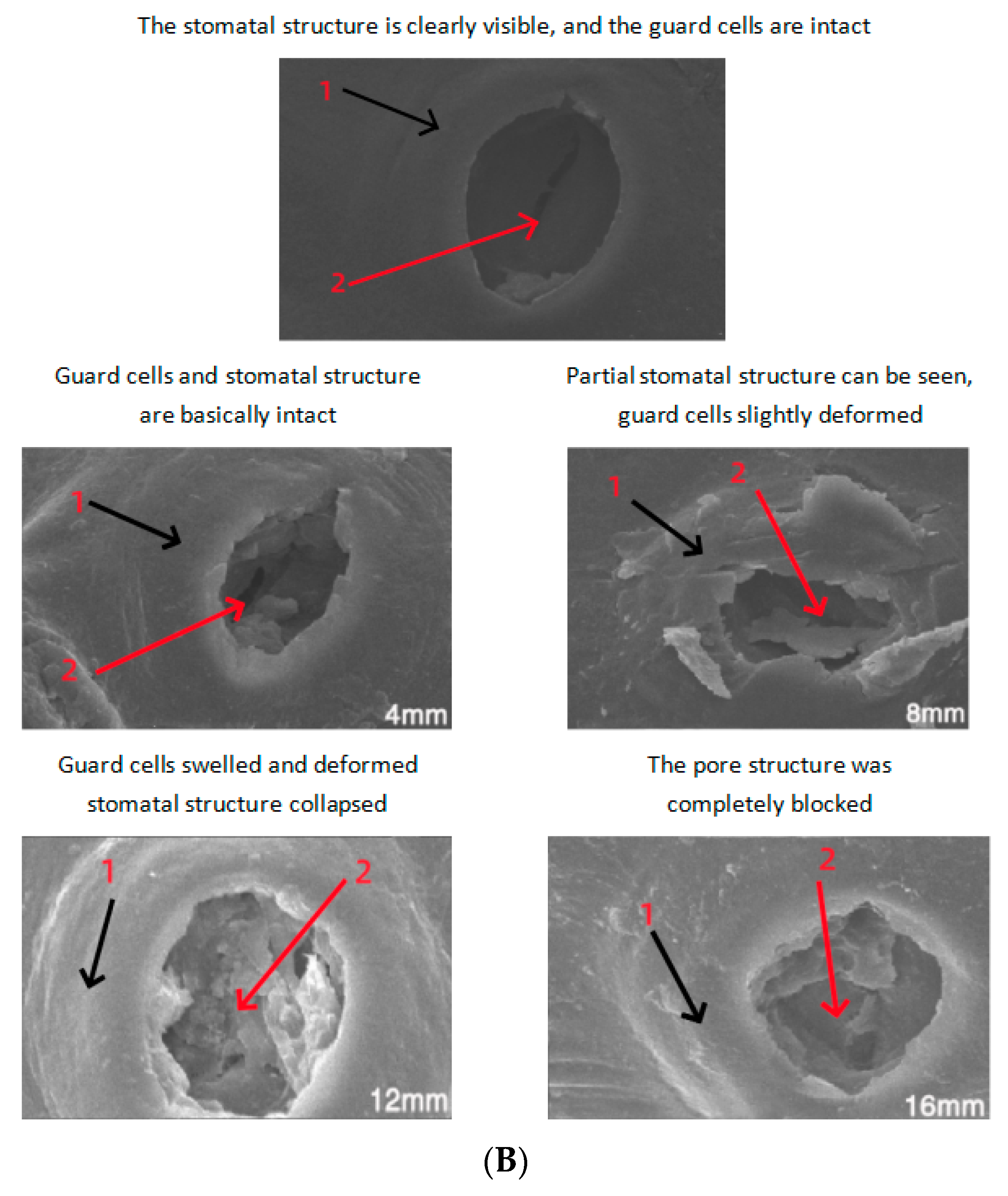 Foods 13 00892 g003b