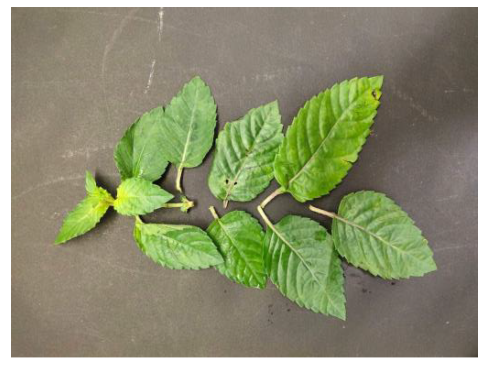 Foods 13 01134 g001 Foods 13 01134 g001