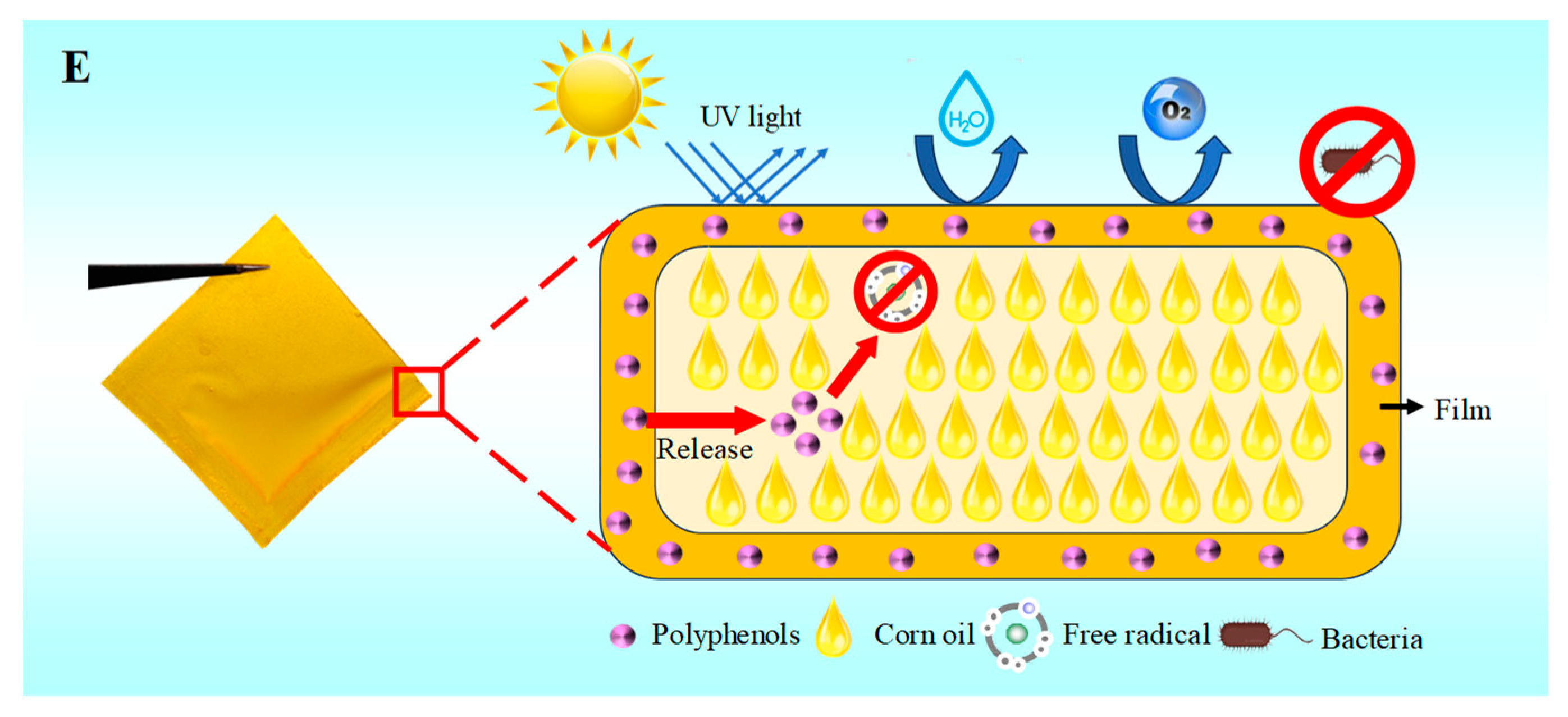 Foods 13 01174 g007b