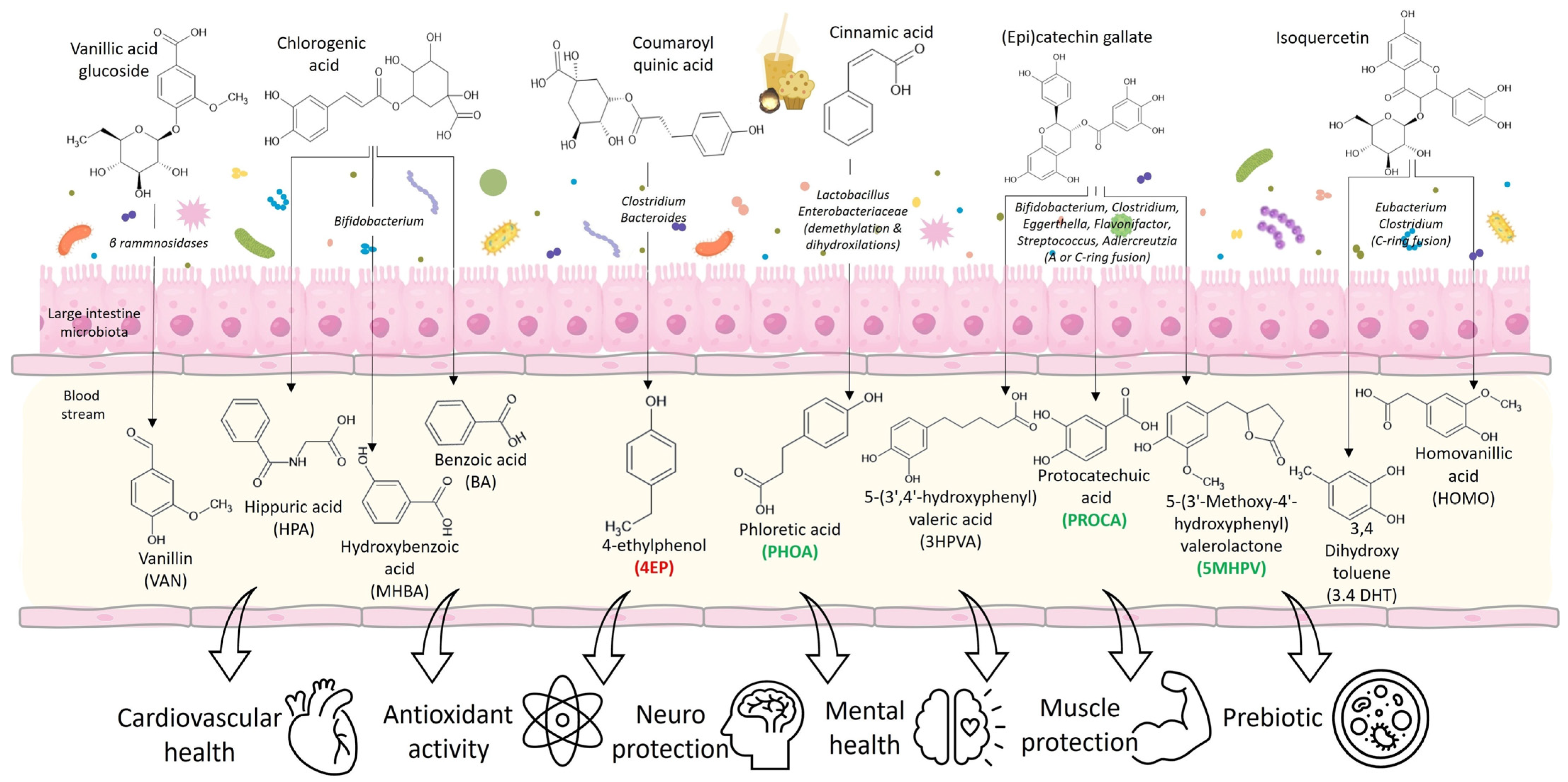 Foods 13 02471 g004 Foods 13 02471 g004