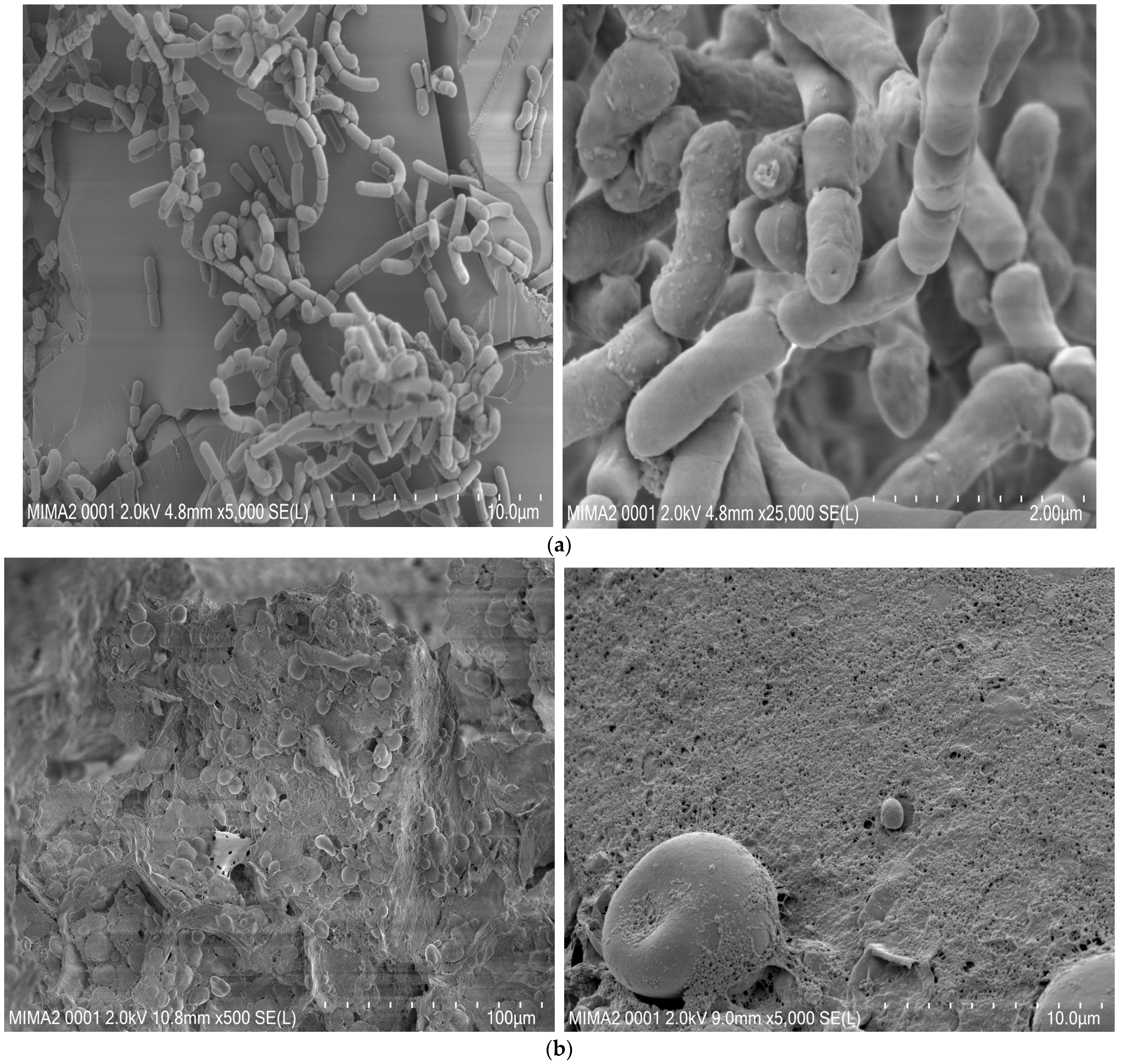 Foods 13 02541 g011a