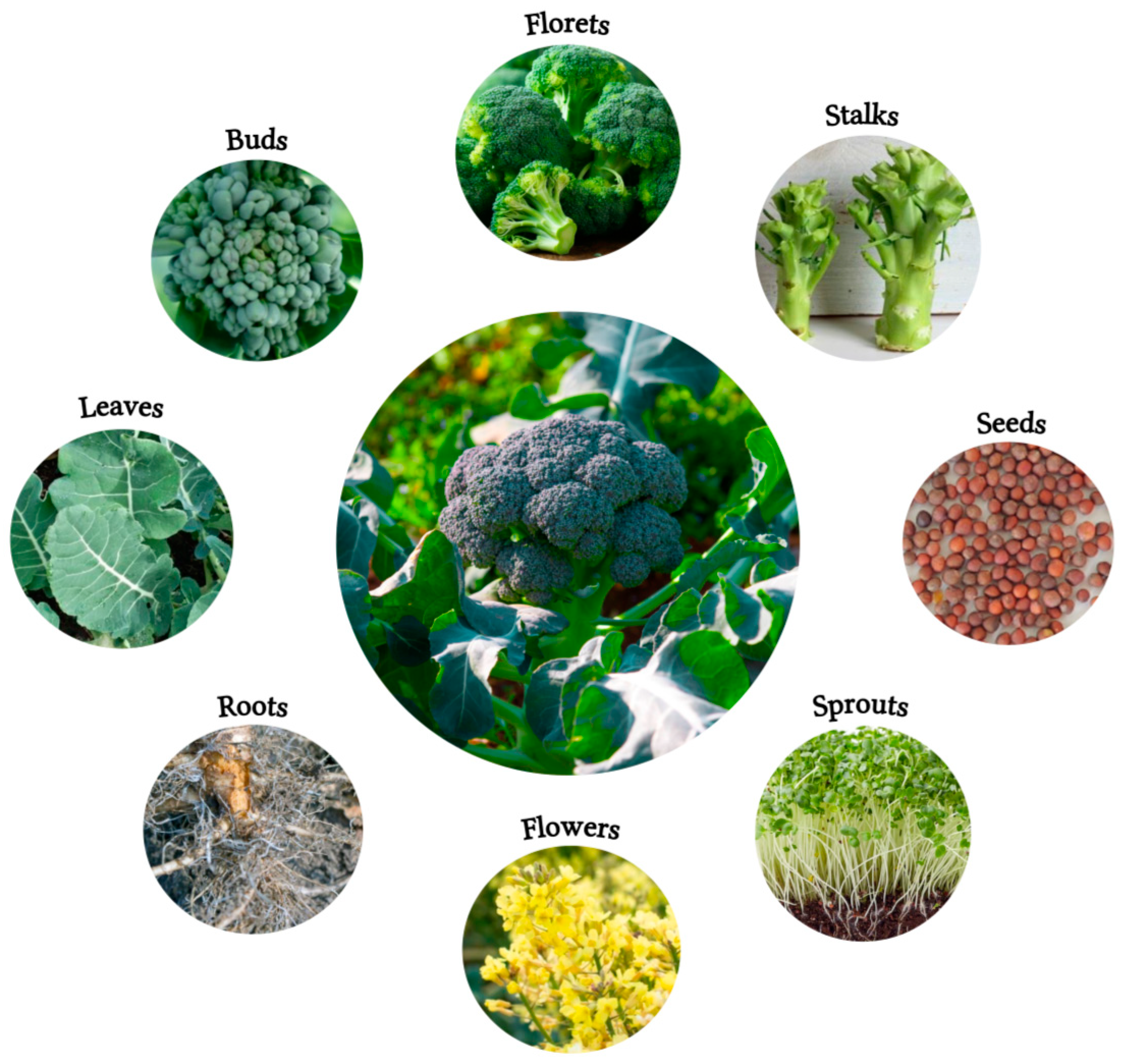 Foods 13 03513 g001 Foods 13 03513 g001