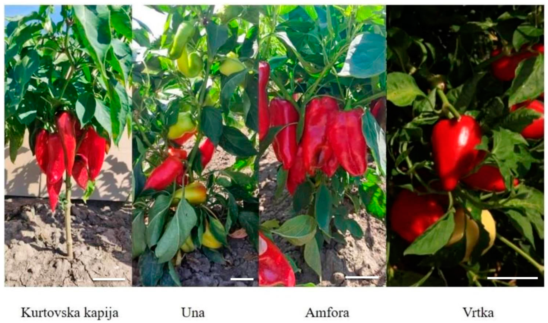 Foods 14 00914 g001 Foods 14 00914 g001