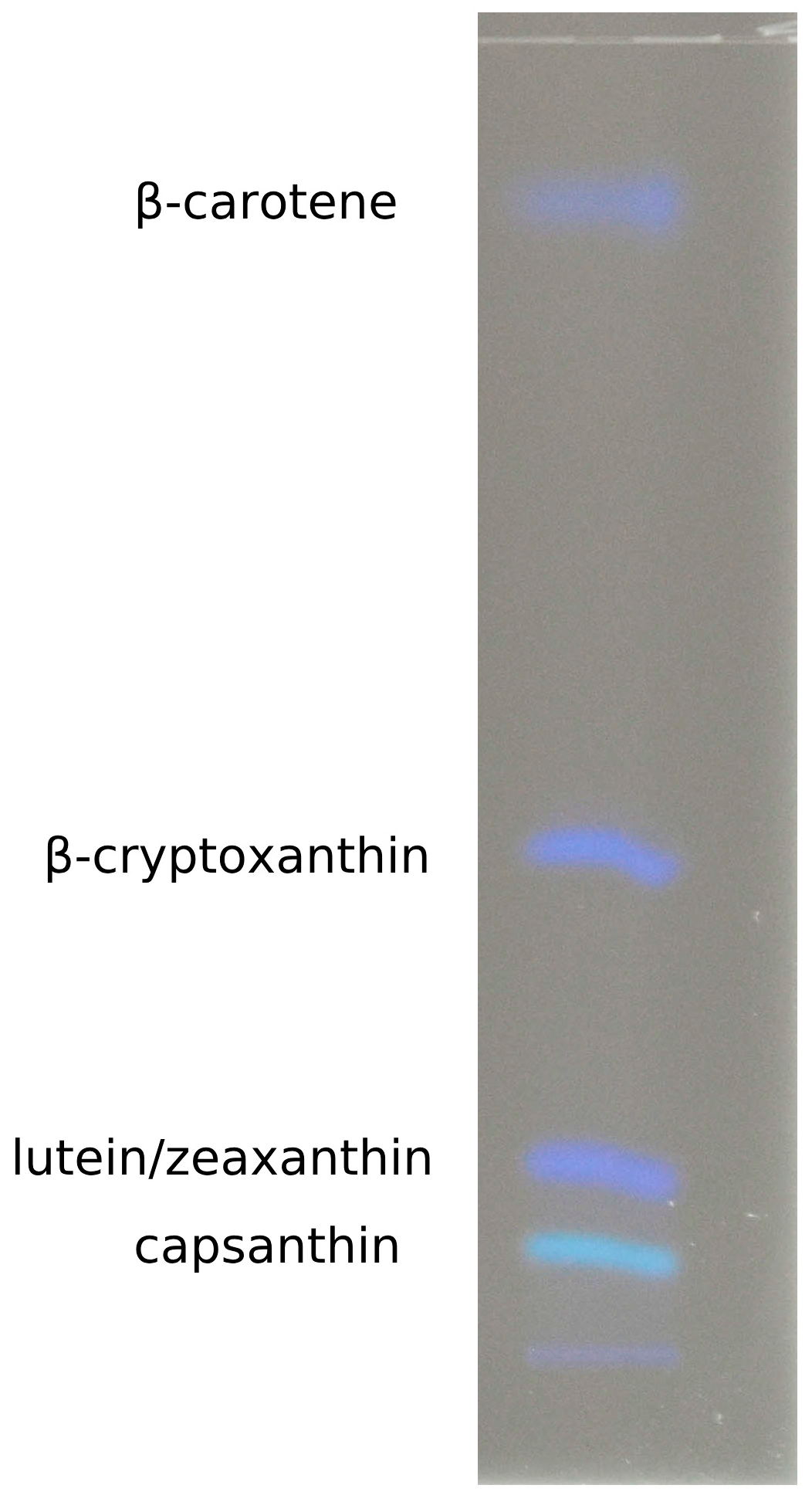 Foods 14 00914 g004 Foods 14 00914 g004