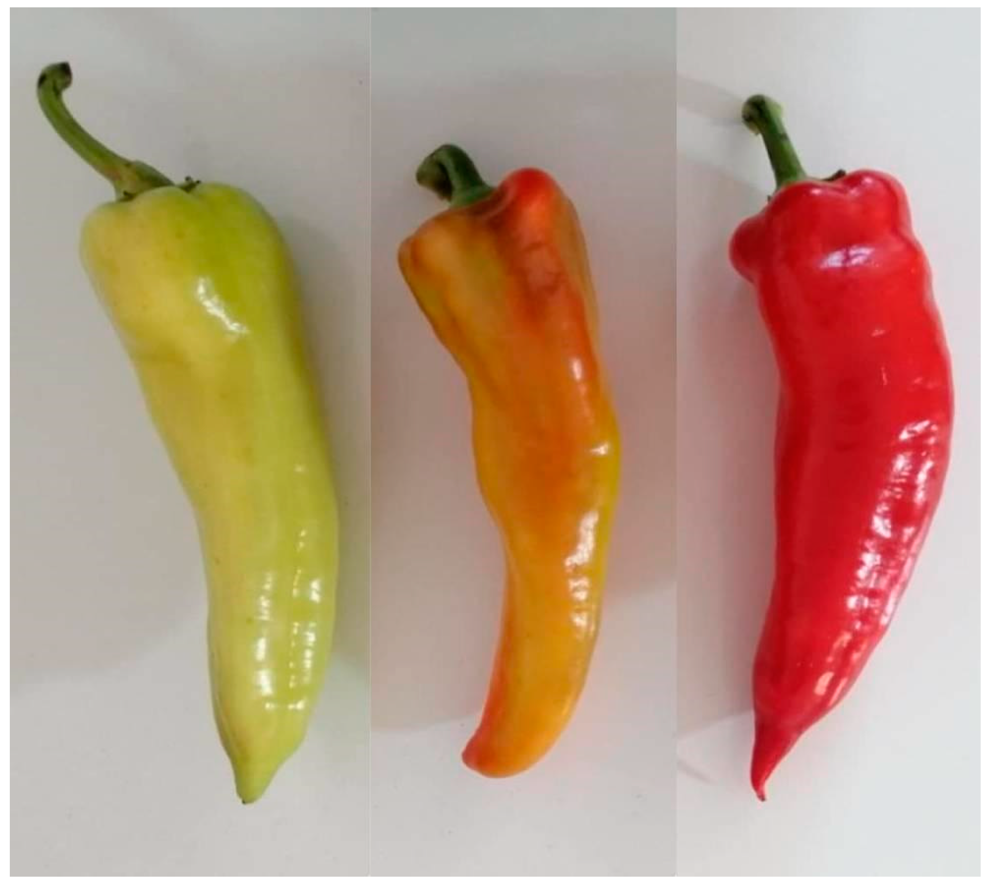 Foods 14 00914 g0a3 Foods 14 00914 g0a3