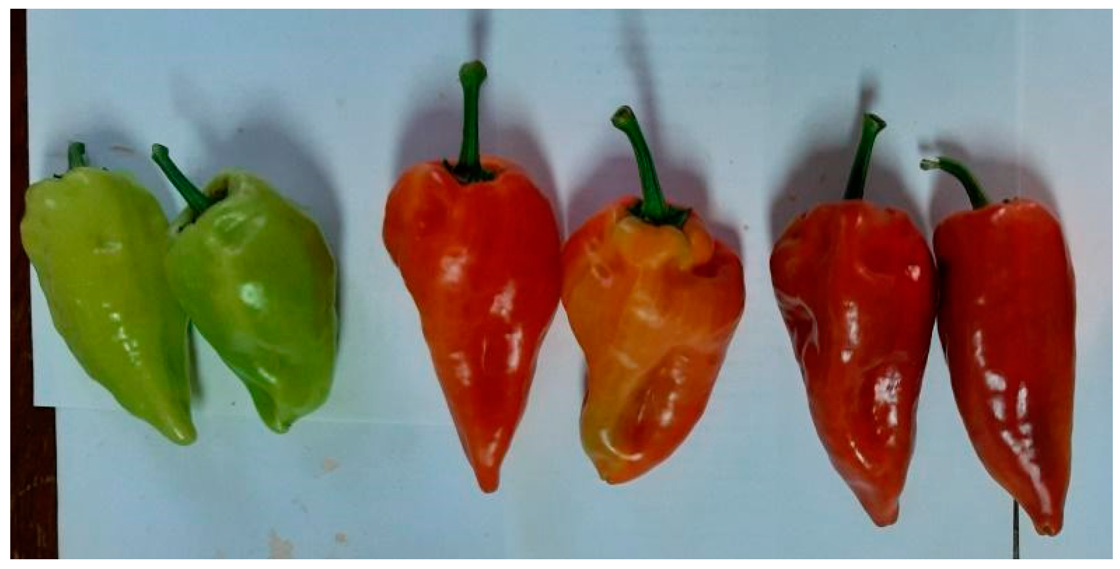 Foods 14 00914 g0a4 Foods 14 00914 g0a4