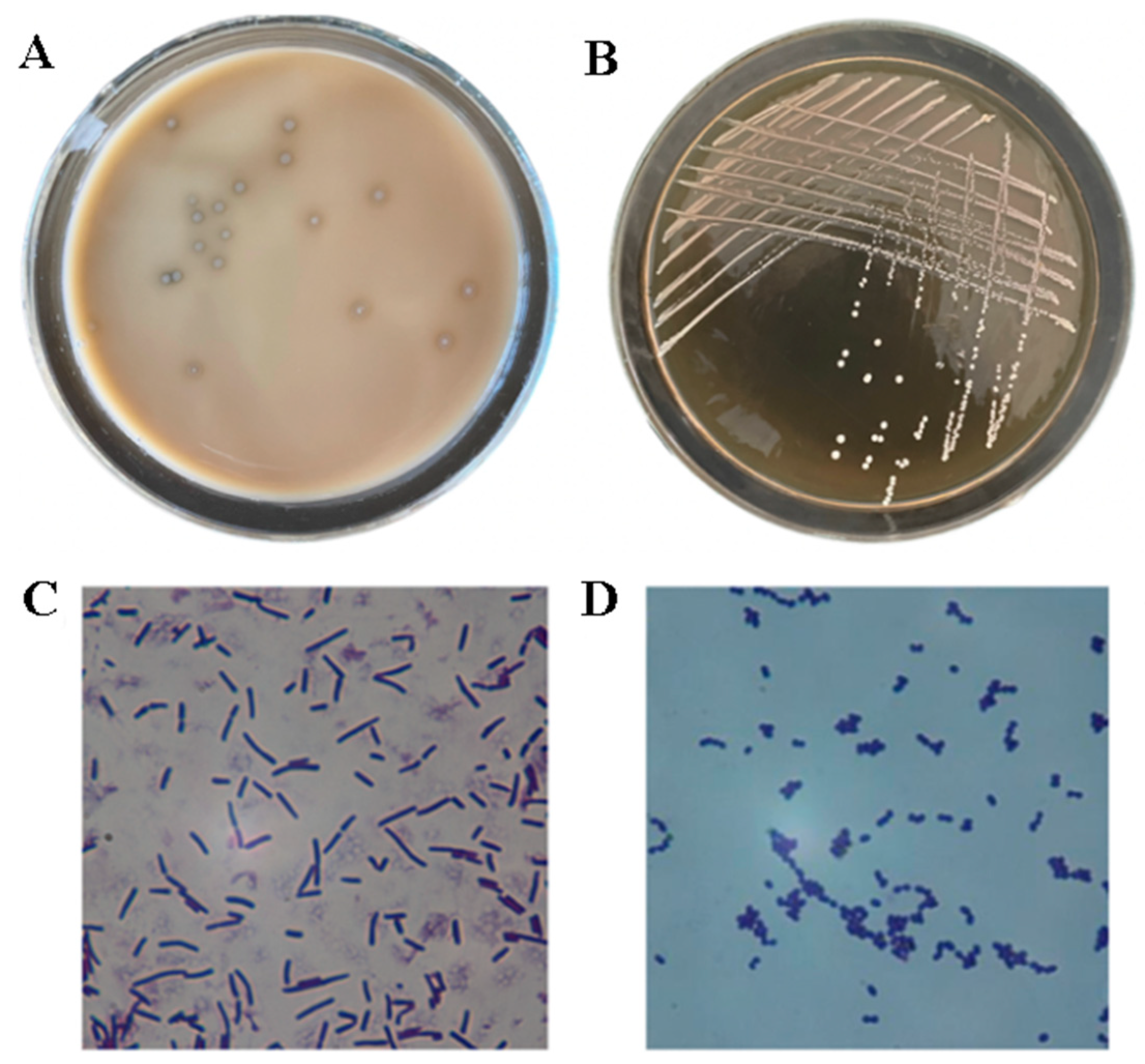 Foods 14 03074 g001 Foods 14 03074 g001