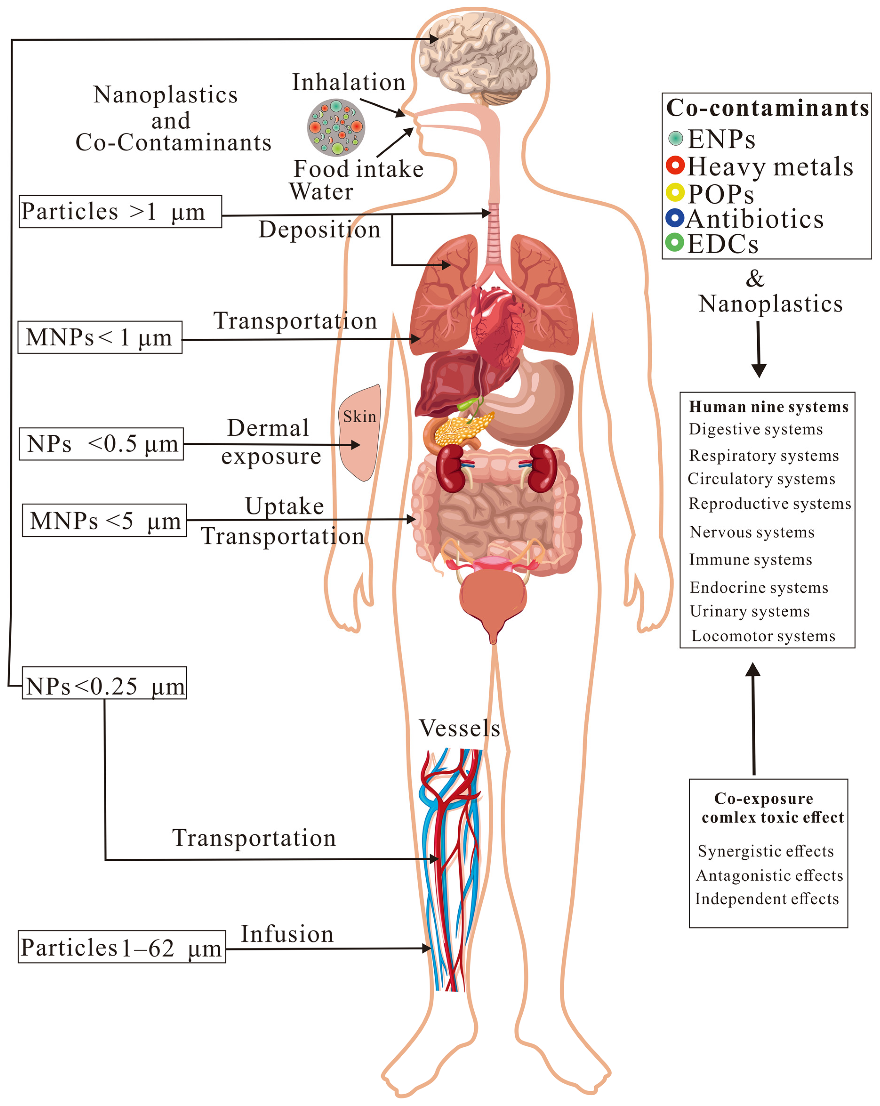 Foods 14 03349 g003 Foods 14 03349 g003