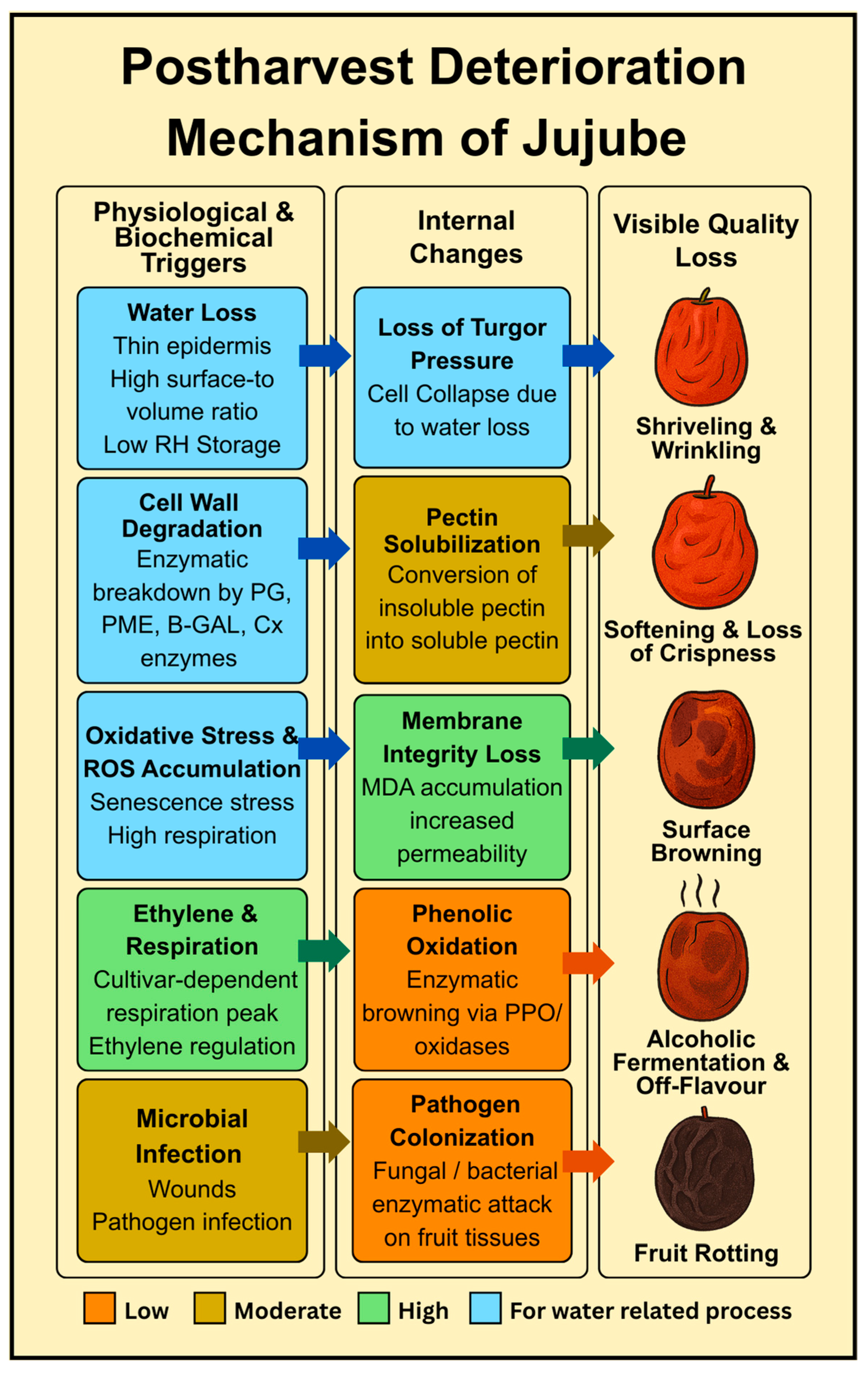 Foods 14 03370 g001 Foods 14 03370 g001