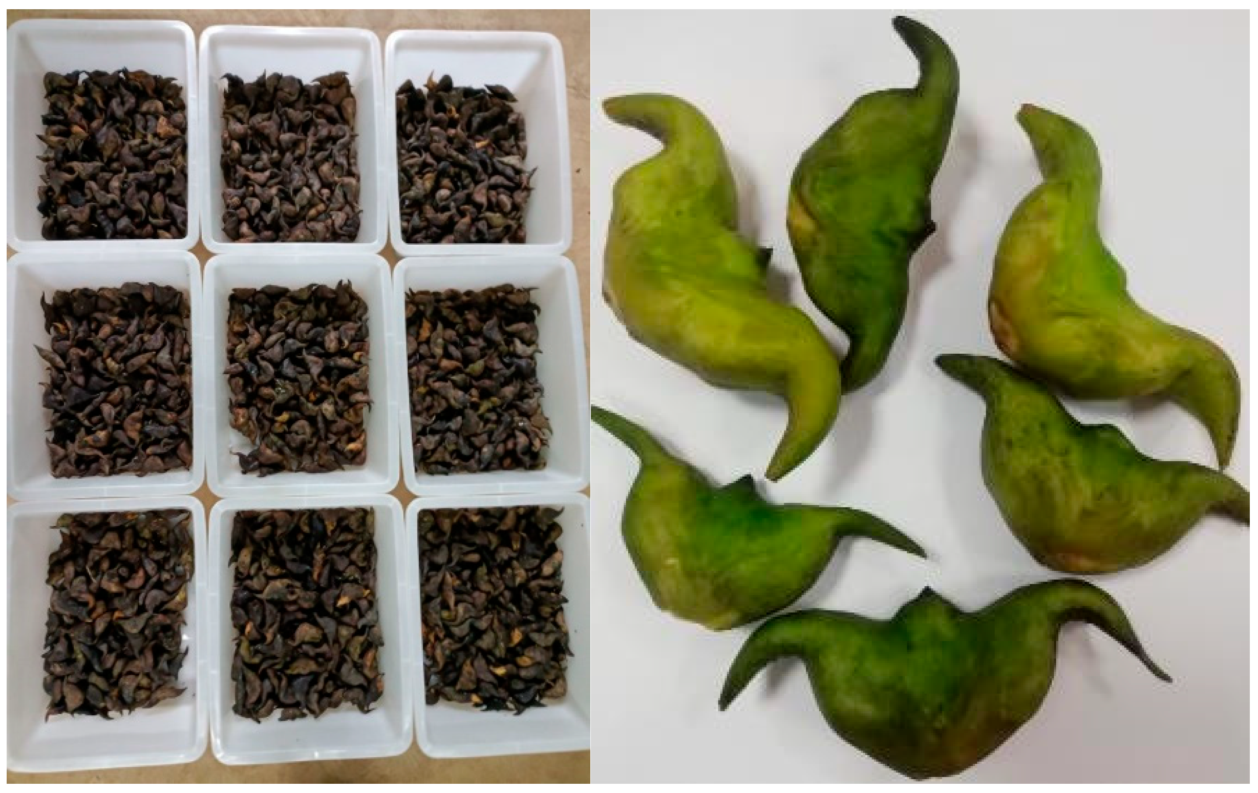 Foods 14 03567 g001 Foods 14 03567 g001