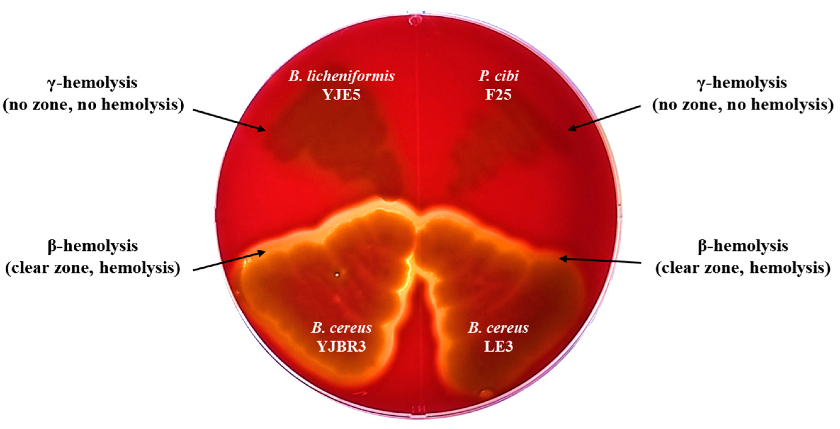 Foods 14 03592 g003 Foods 14 03592 g003