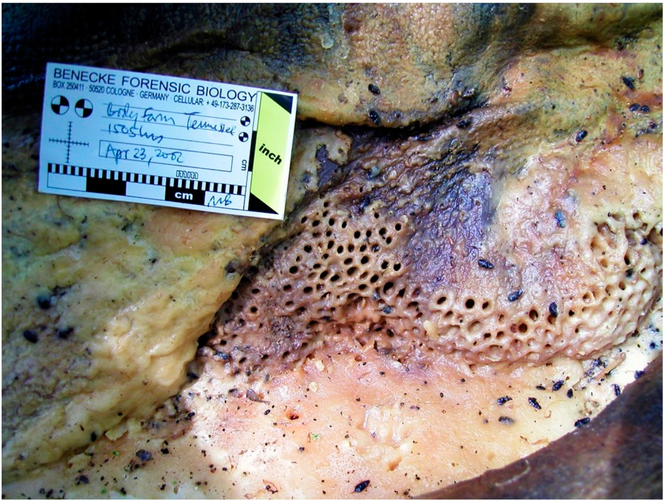 Forensicsci 02 00054 g010 Forensicsci 02 00054 g010