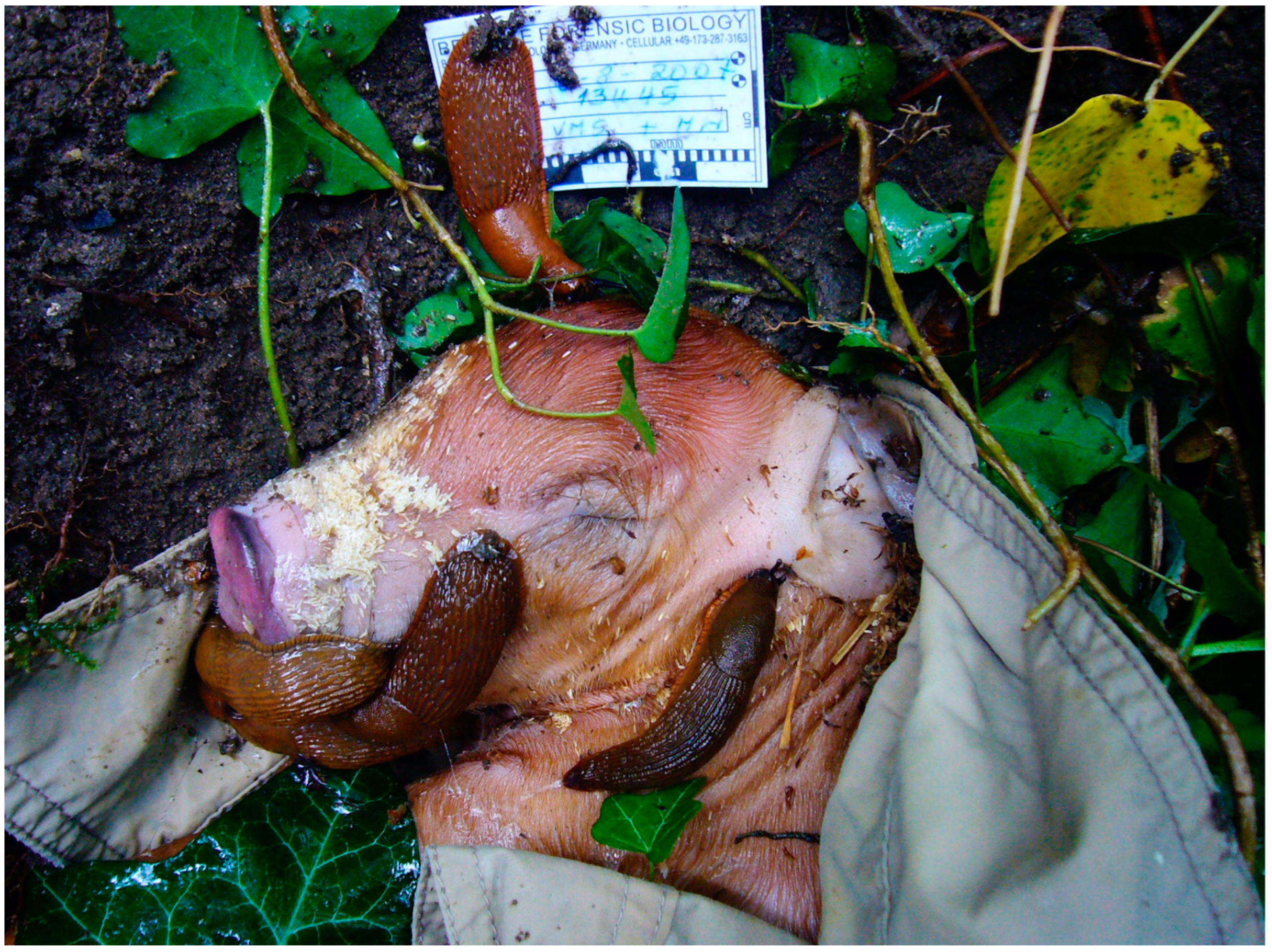 Forensicsci 02 00054 g012 Forensicsci 02 00054 g012