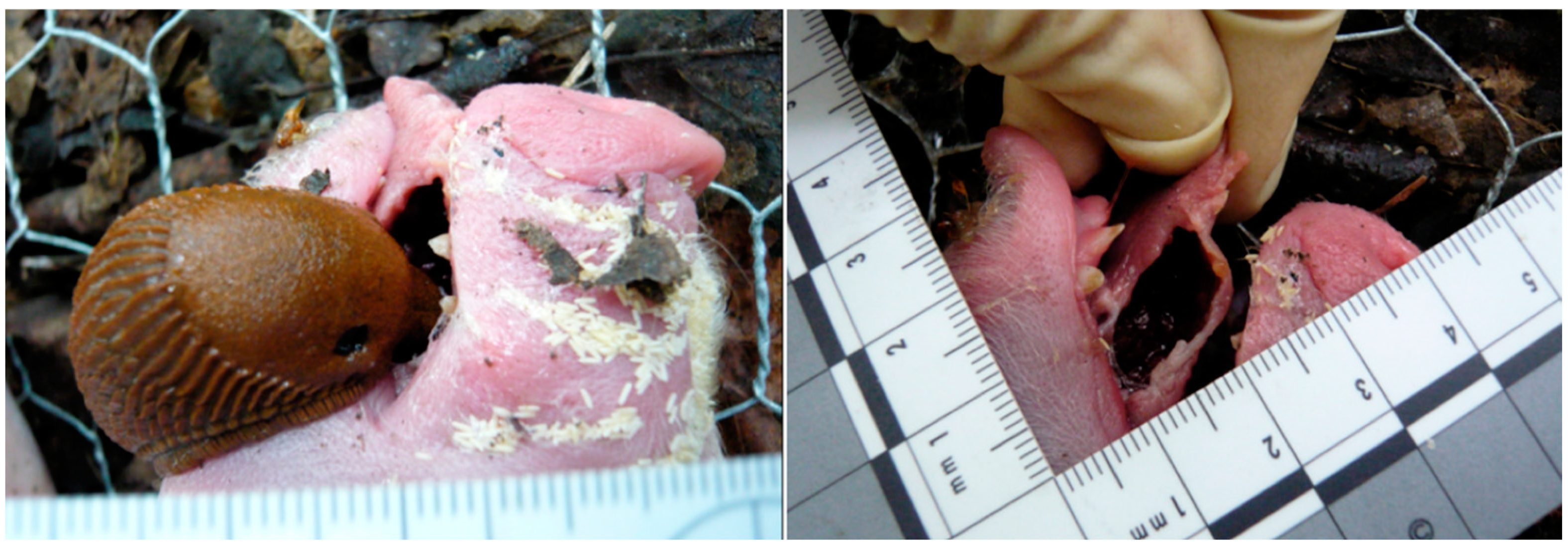 Forensicsci 02 00054 g013 Forensicsci 02 00054 g013