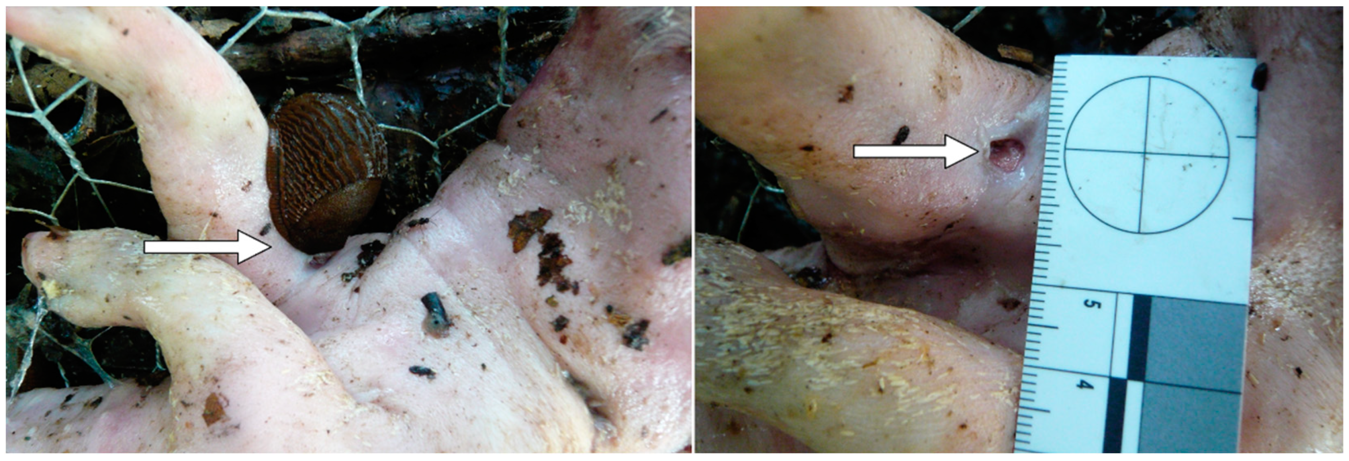 Forensicsci 02 00054 g014 Forensicsci 02 00054 g014