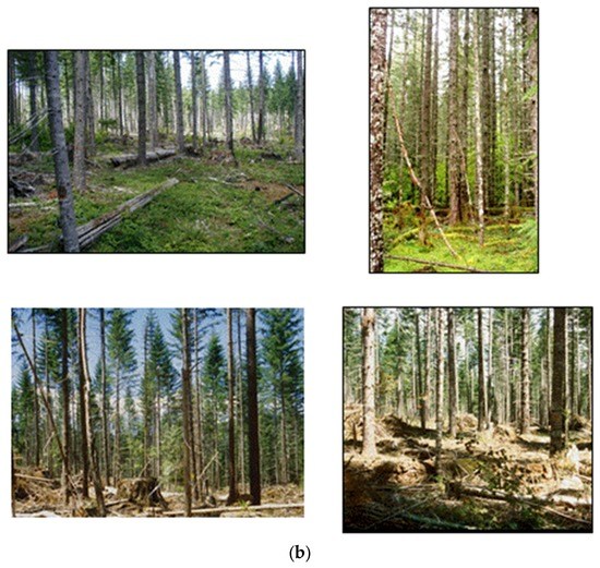 Forests | Free Full-Text | Forest Restoration Using Variable Density ...