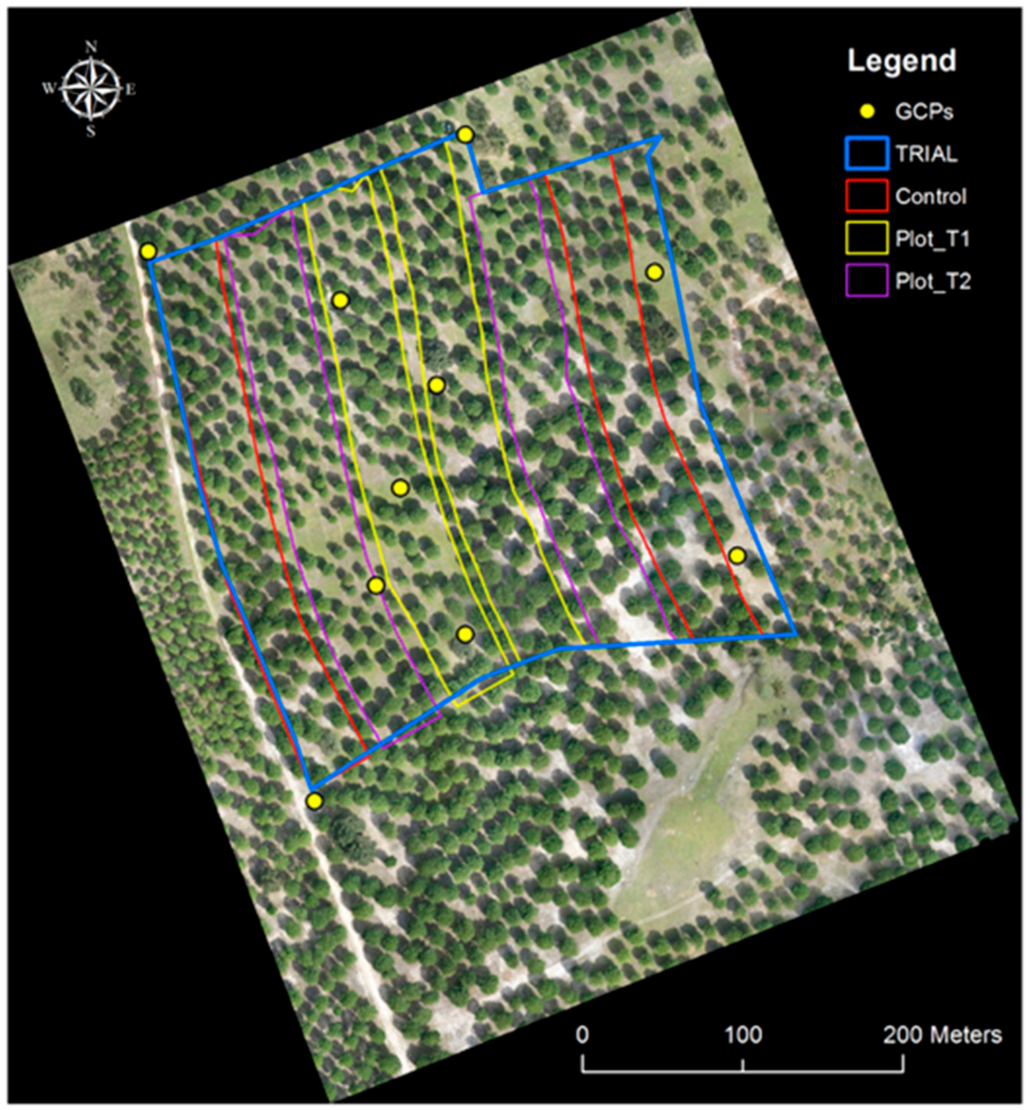 Forests | Free Full-Text | Use of Multi-Temporal UAV-Derived Imagery for  Estimating Individual Tree Growth in Pinus pinea Stands