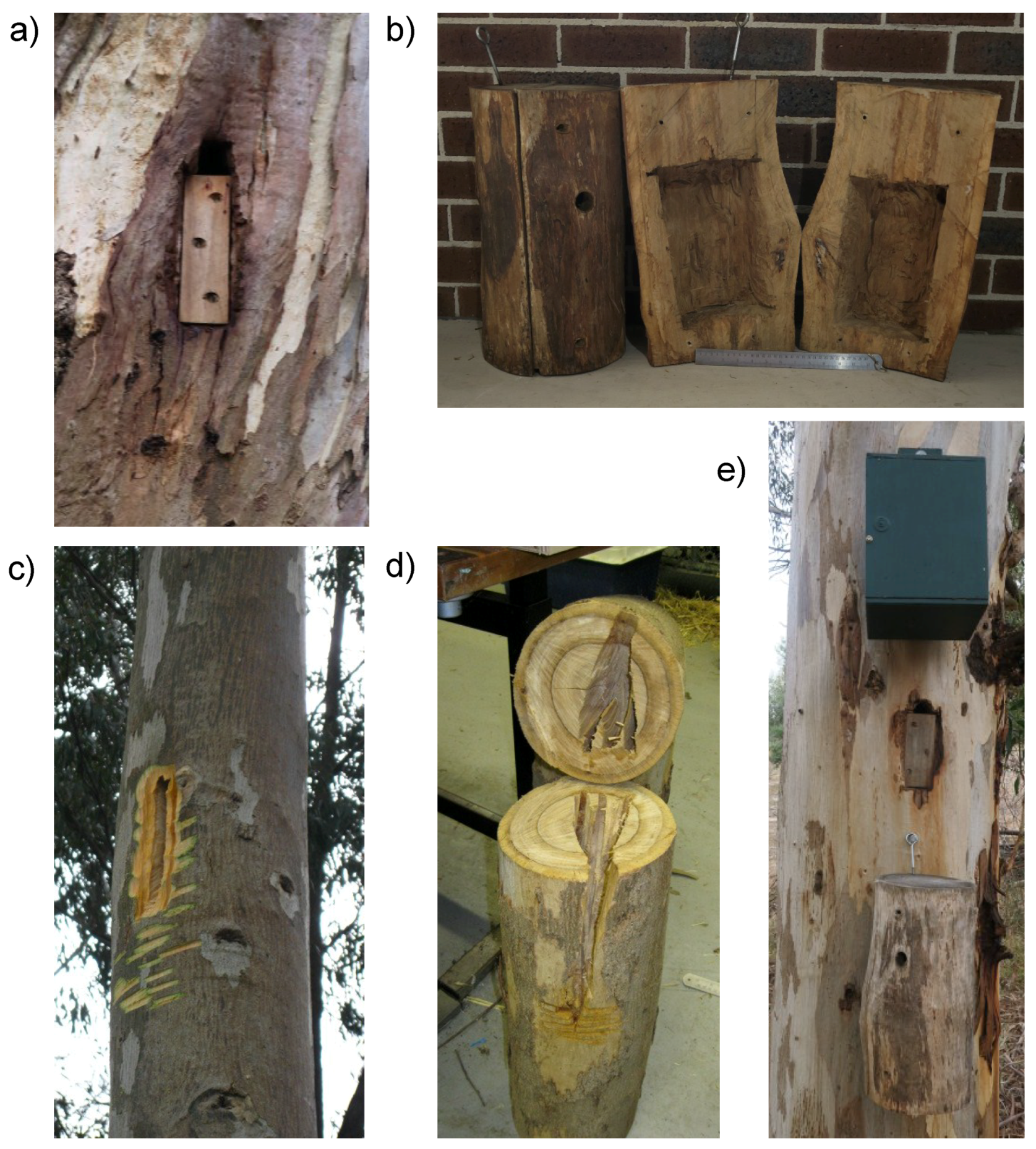 Forests | Free Full-Text | Chainsaw-Carved Cavities Better Mimic the  Thermal Properties of Natural Tree Hollows than Nest Boxes and Log Hollows