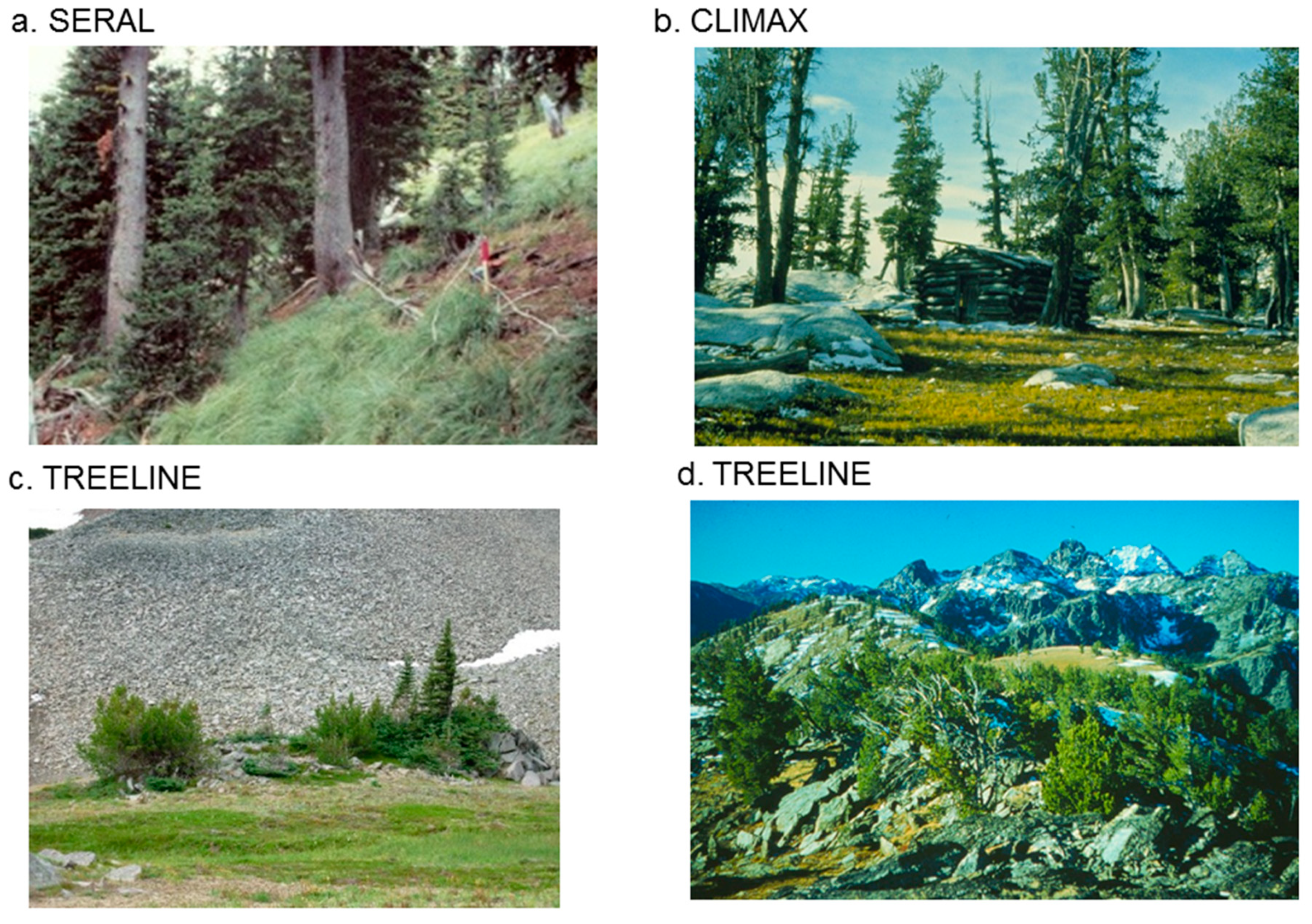 Forests | Free Full-Text | Managing Wildfire for Whitebark Pine ...