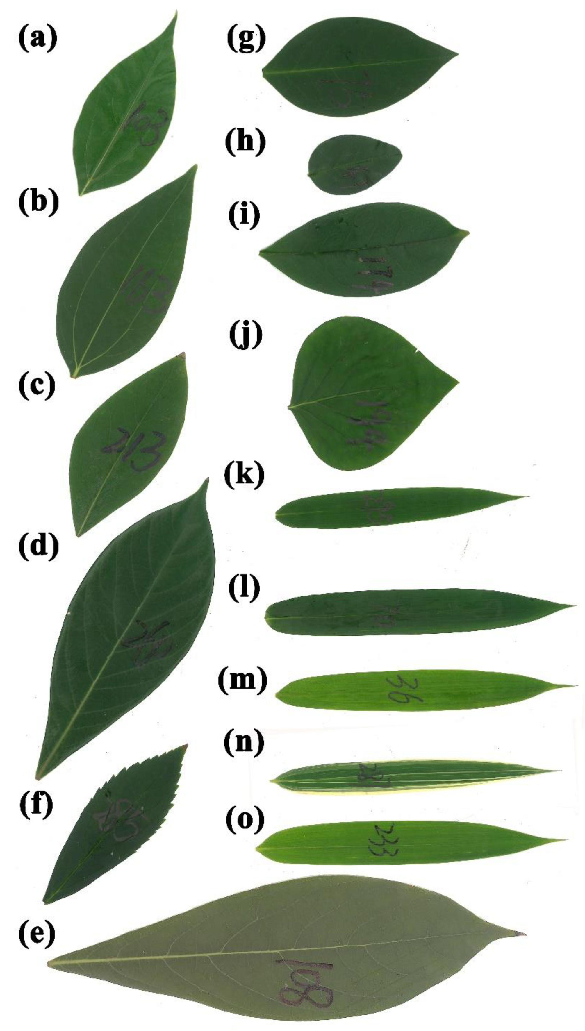 entire leaves