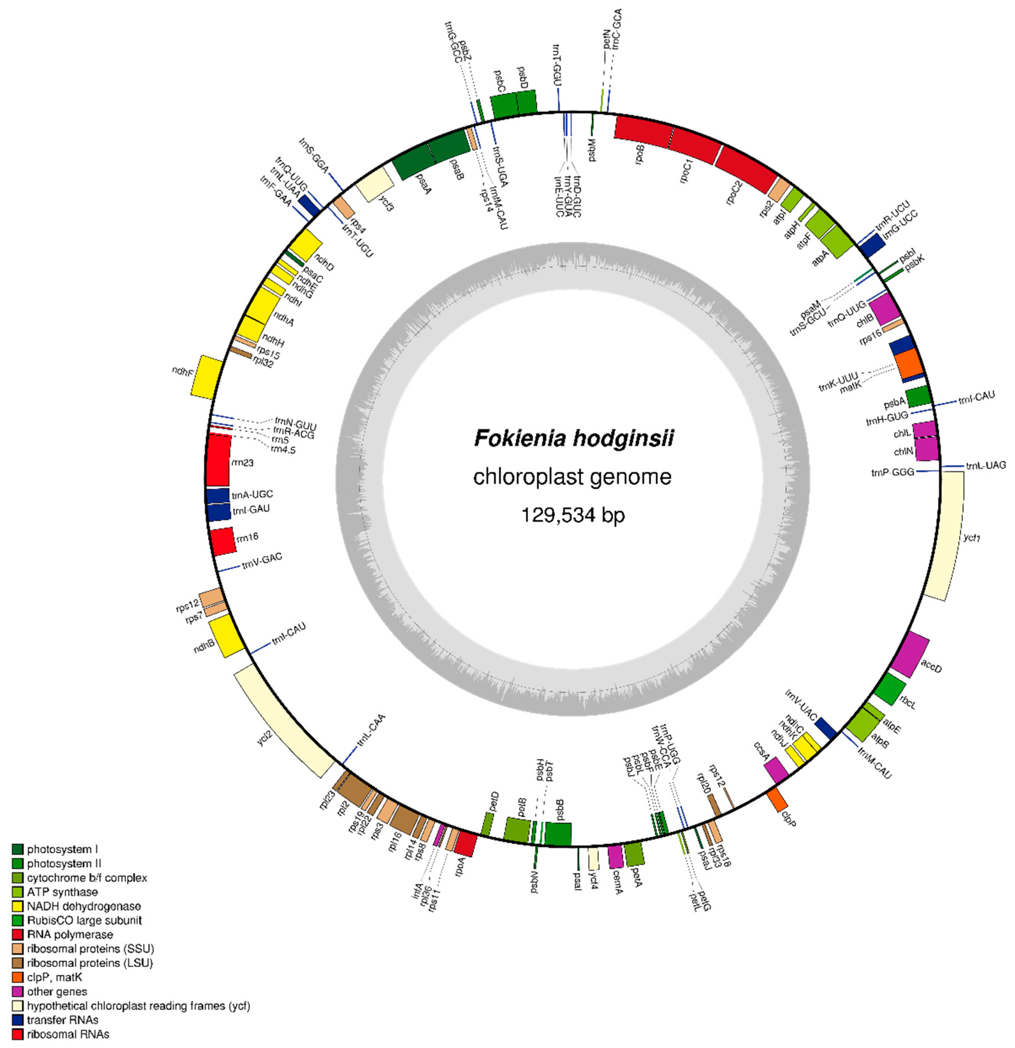 Forests | Free Full-Text | Complete Chloroplast Genome of Fokienia 