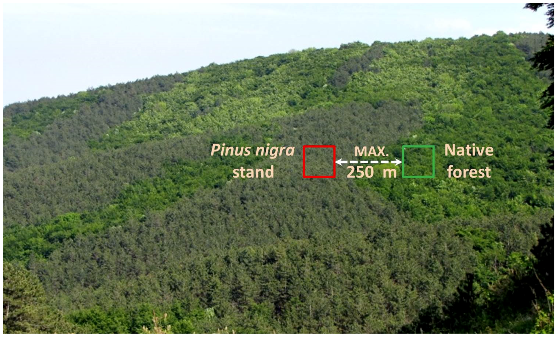 Forests 10 00548 g002 Forests 10 00548 g002