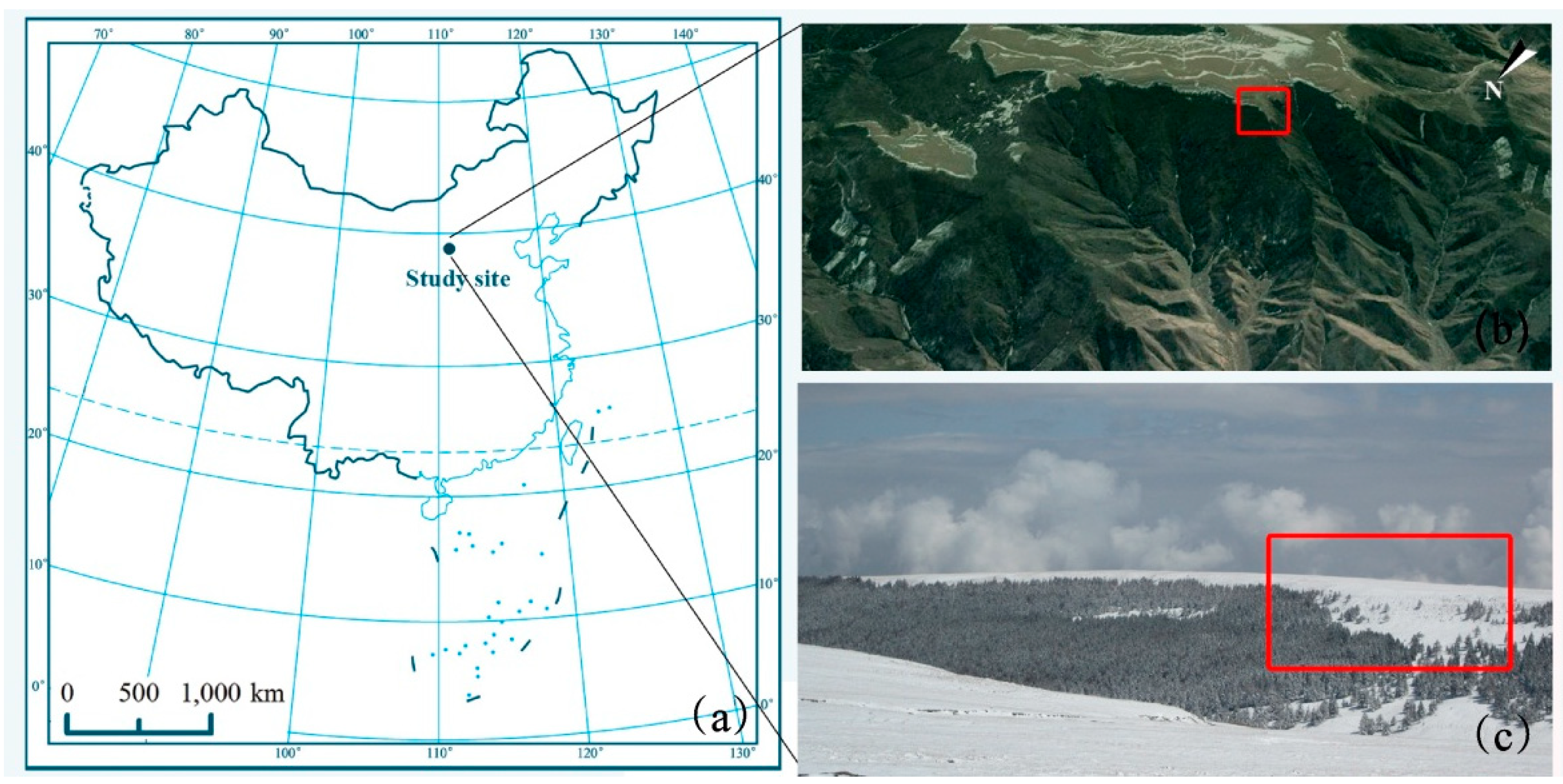 Forests 10 00574 g001