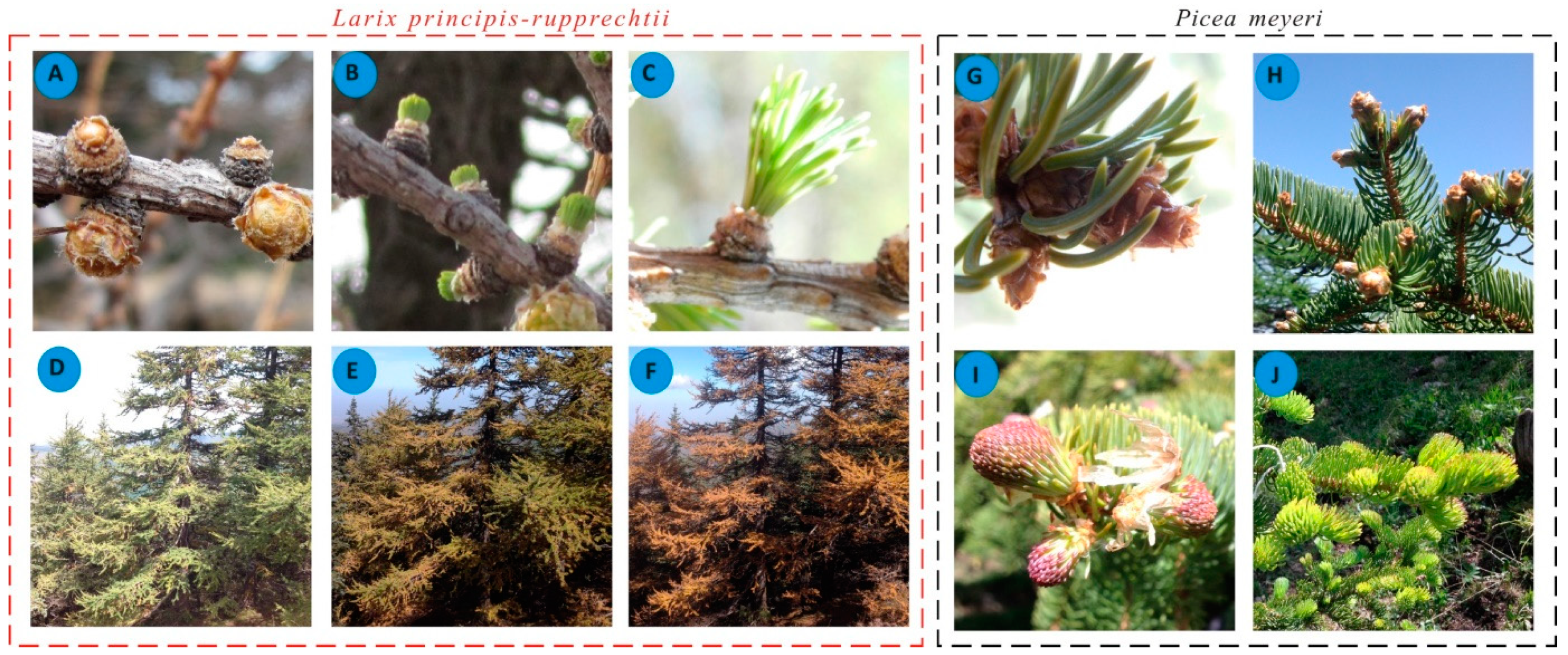 Forests 10 00574 g003