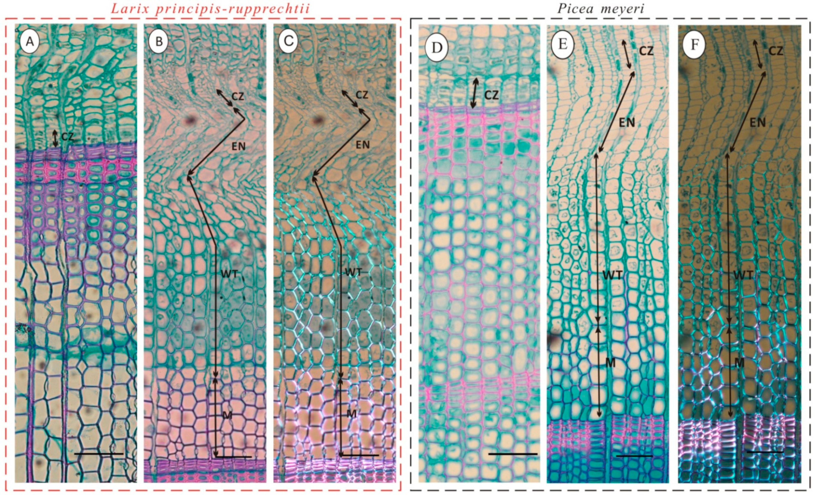 Forests 10 00574 g004