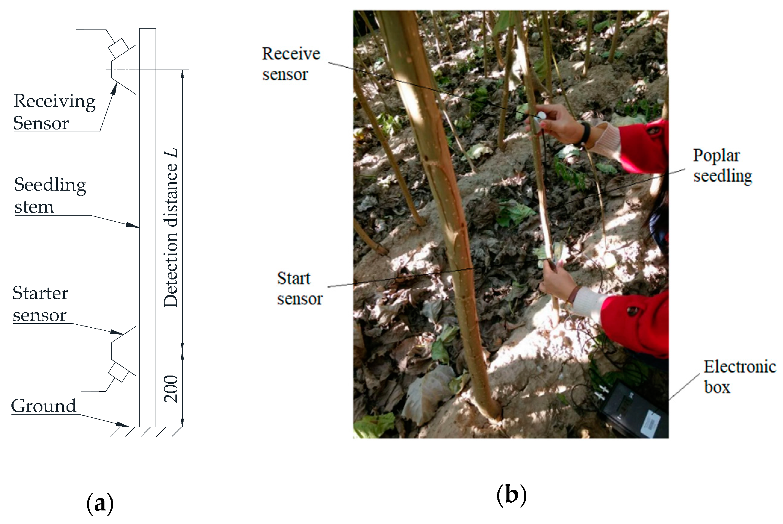 Forests 10 00682 g003