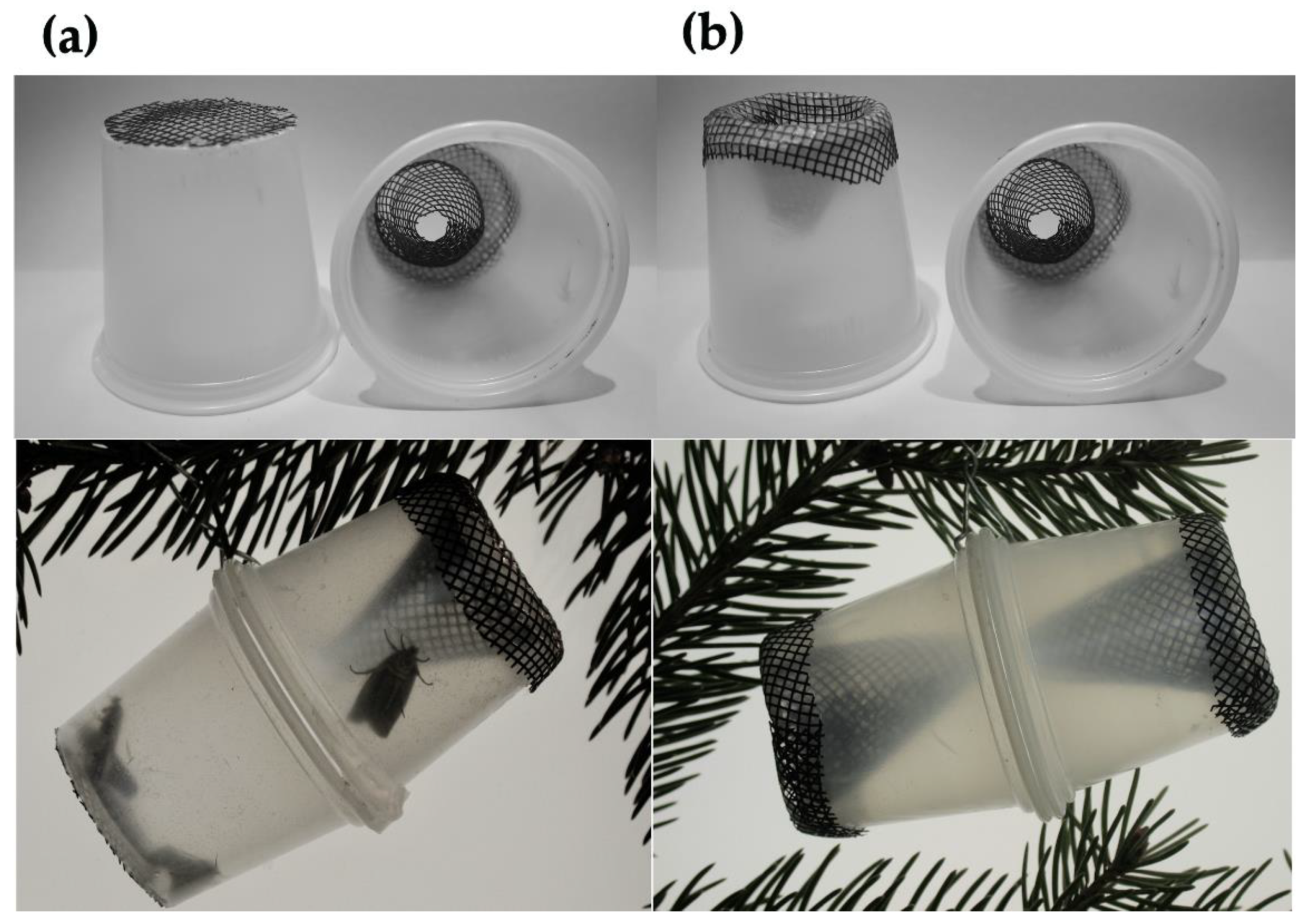 Forests 10 00775 g002