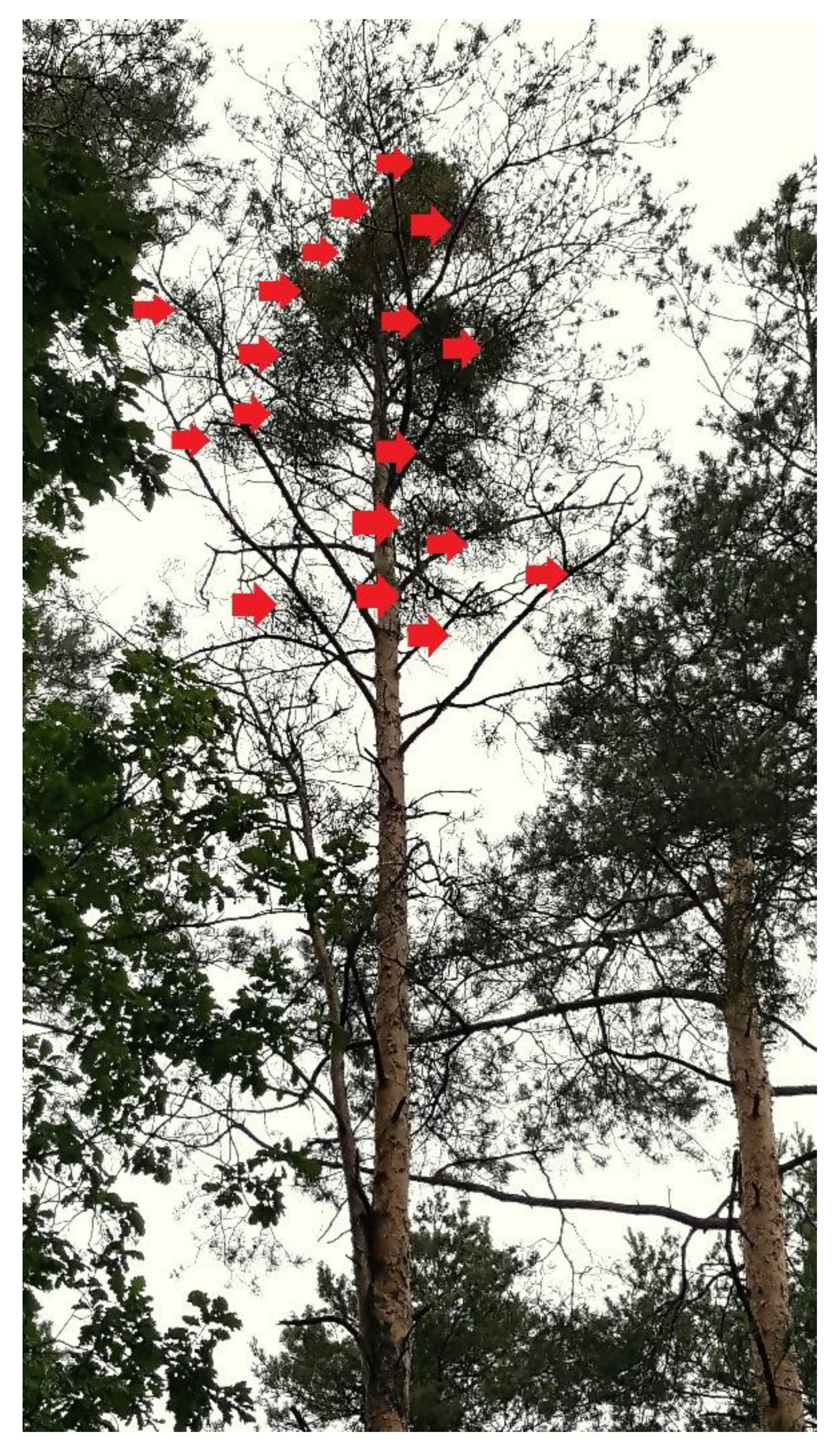 Forests | Free Full-Text | Impact of Common Mistletoe (Viscum album L.) on  Scots Pine Forests—A Call for Action