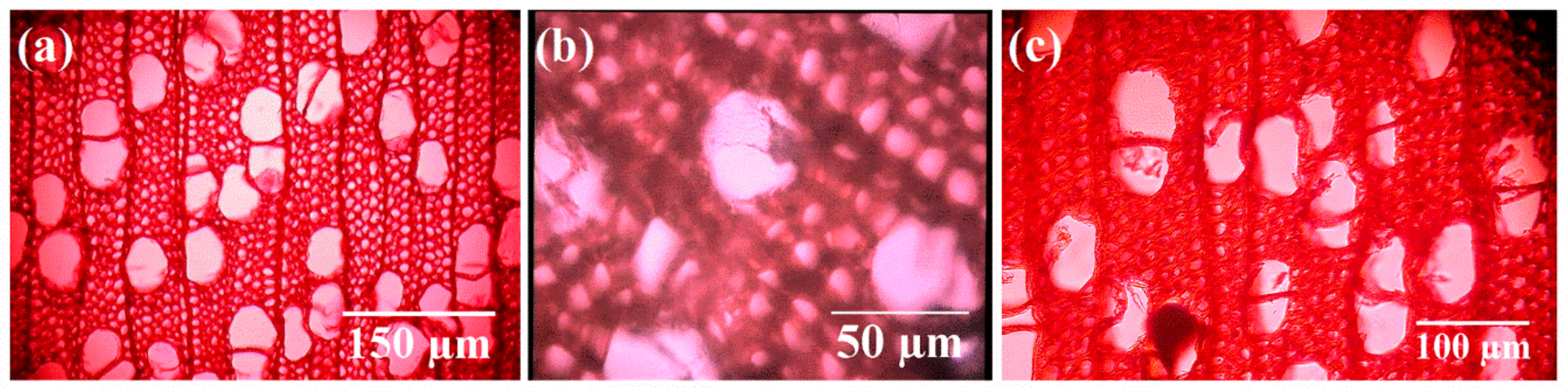 Forests 10 00885 g001