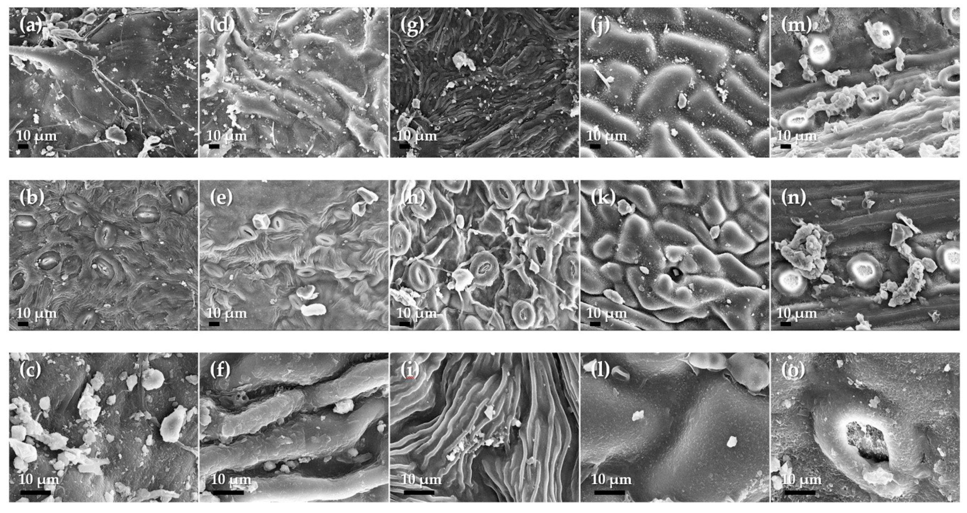 Forests Free Full Text The Removal Efficiencies Of Several Temperate Tree Species At Adsorbing Airborne Particulate Matter In Urban Forests And Roadsides Html