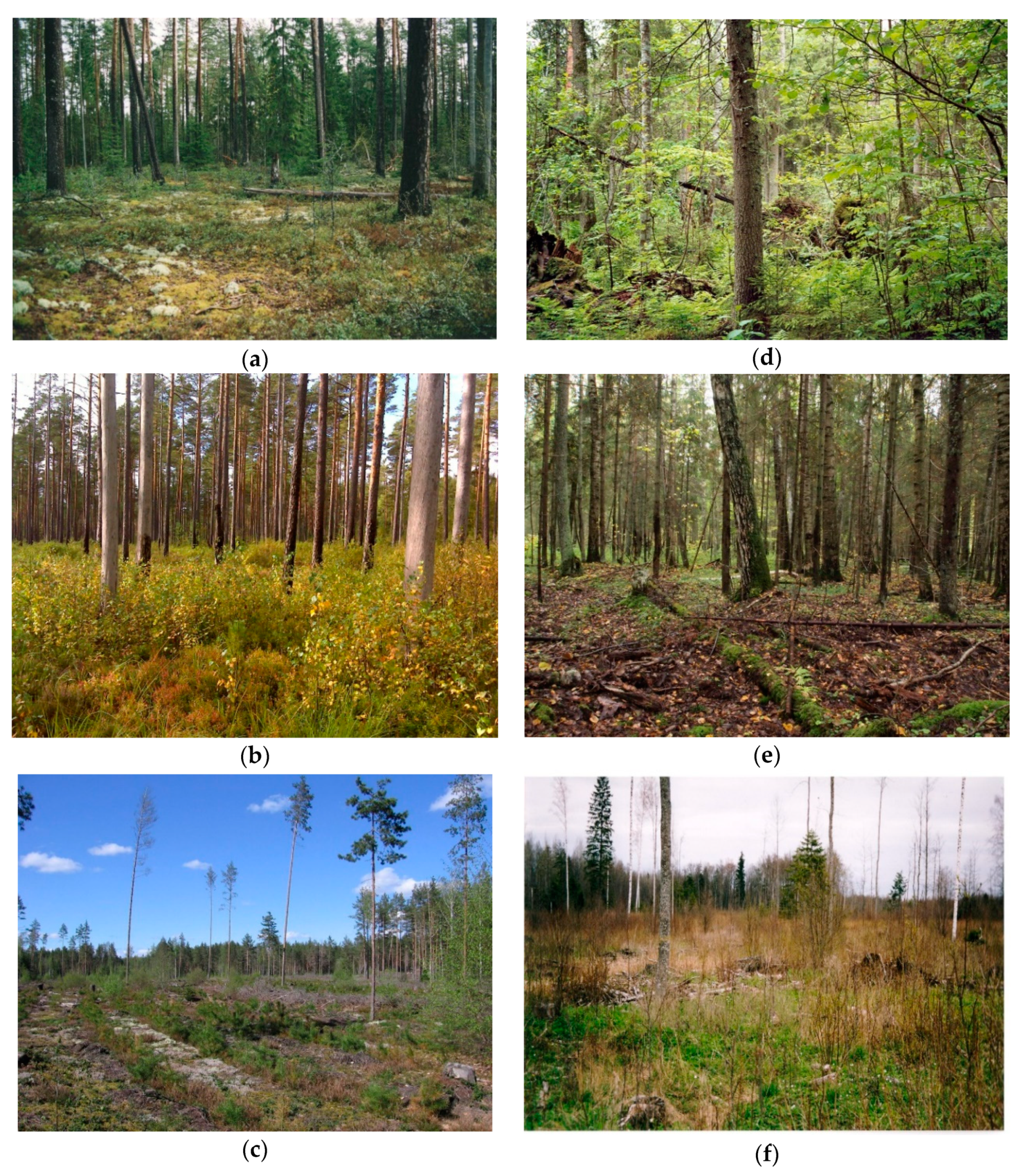 Forests | Free Full-Text | The Potential of Production Forests for ...