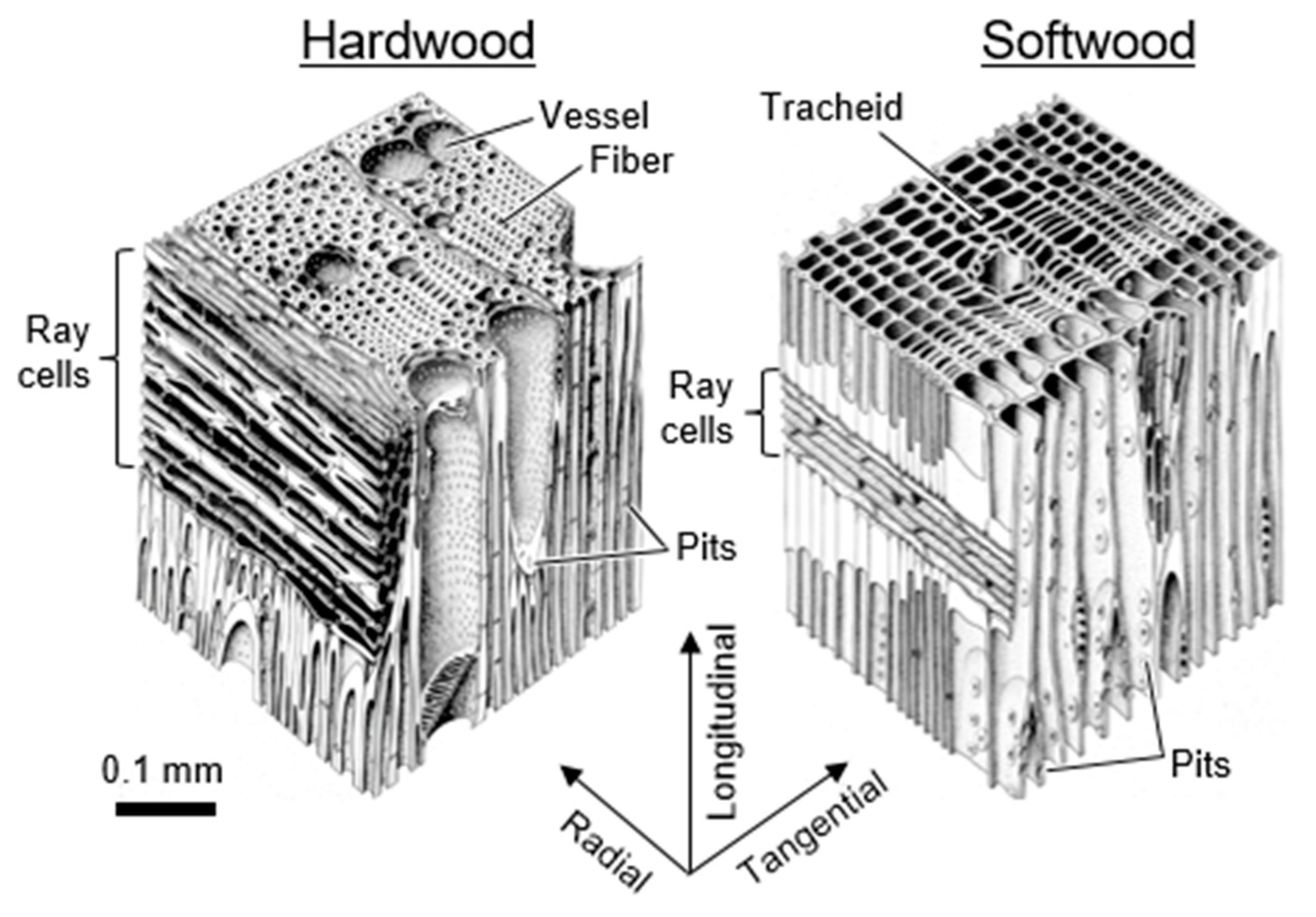 Forests | Free Full-Text | Effects of Moisture on Diffusion in Unmodified Wood  Cell Walls: A Phenomenological Polymer Science Approach