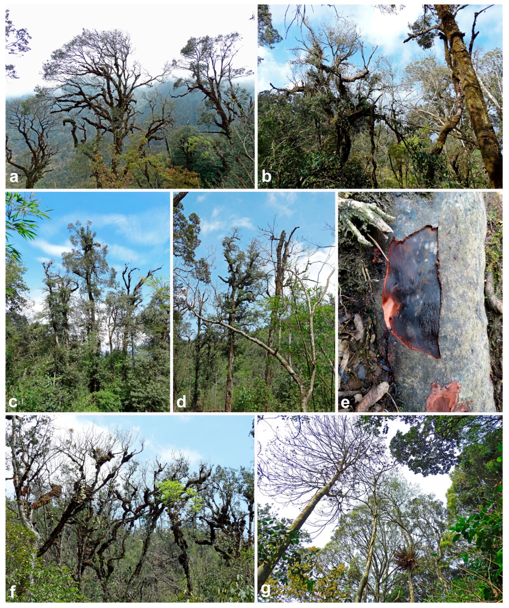 Pak at lægge konkurs helvede Forests | Free Full-Text | A Survey in Natural Forest Ecosystems of Vietnam  Reveals High Diversity of both New and Described Phytophthora Taxa  including P. ramorum | HTML