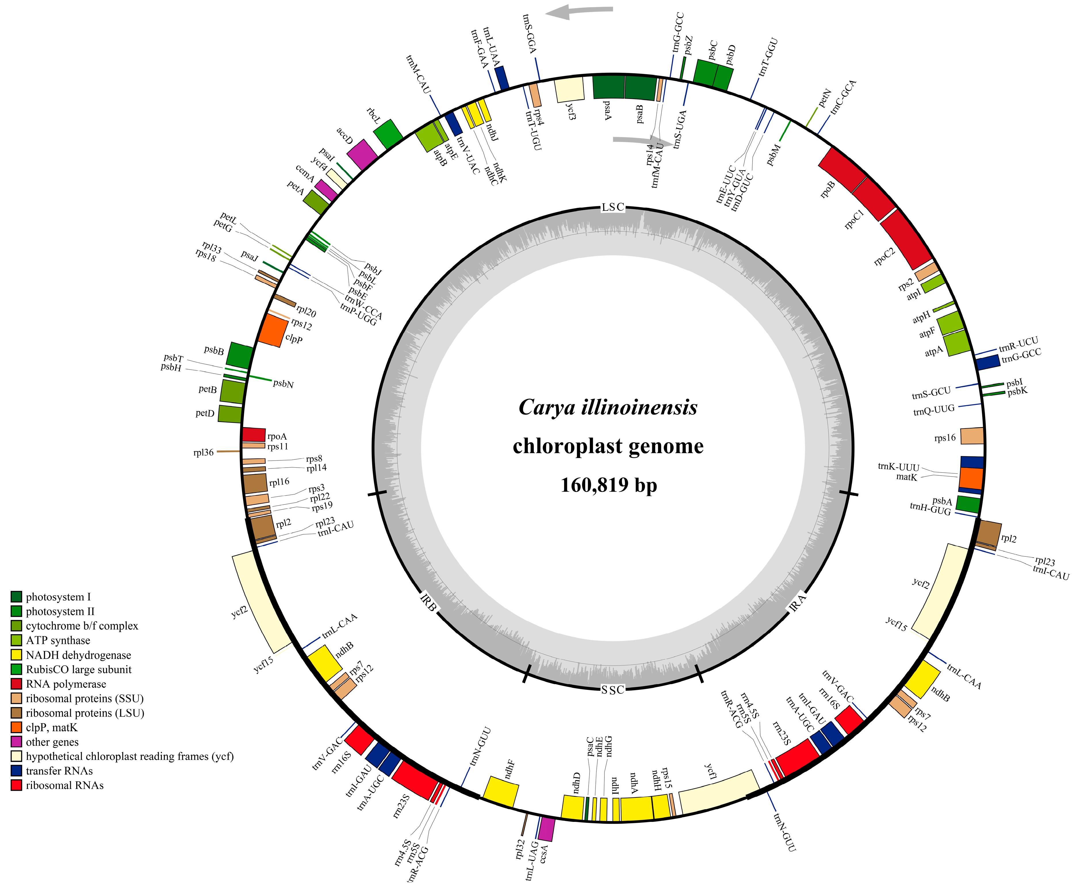Forests | Free Full-Text | The Chloroplast Genome of Carya illinoinensis:  Genome Structure, Adaptive Evolution, and Phylogenetic Analysis | HTML