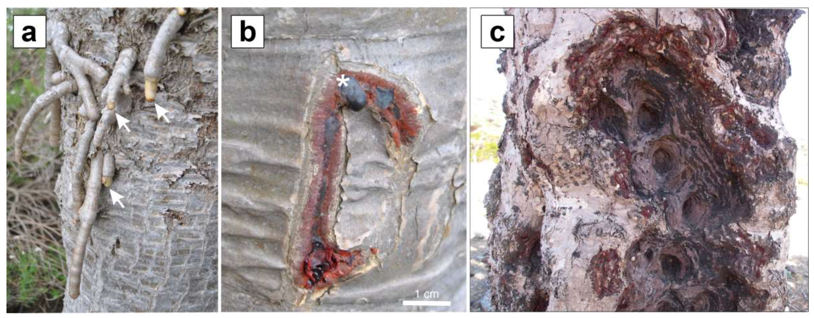 Forests Free Full Text What We Know And What We Do Not Know About Dragon Trees Html